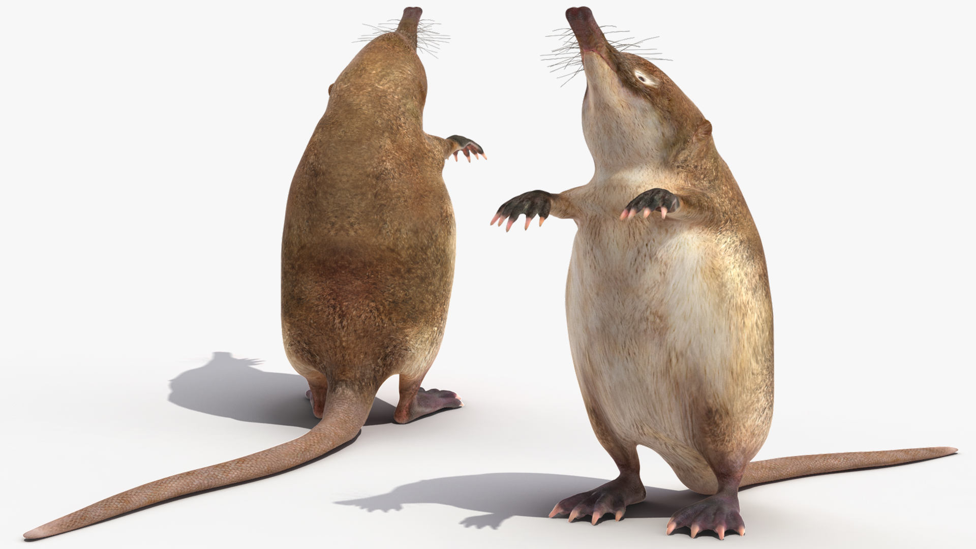 Desmana Moschata Rigged for Cinema 4D 3D