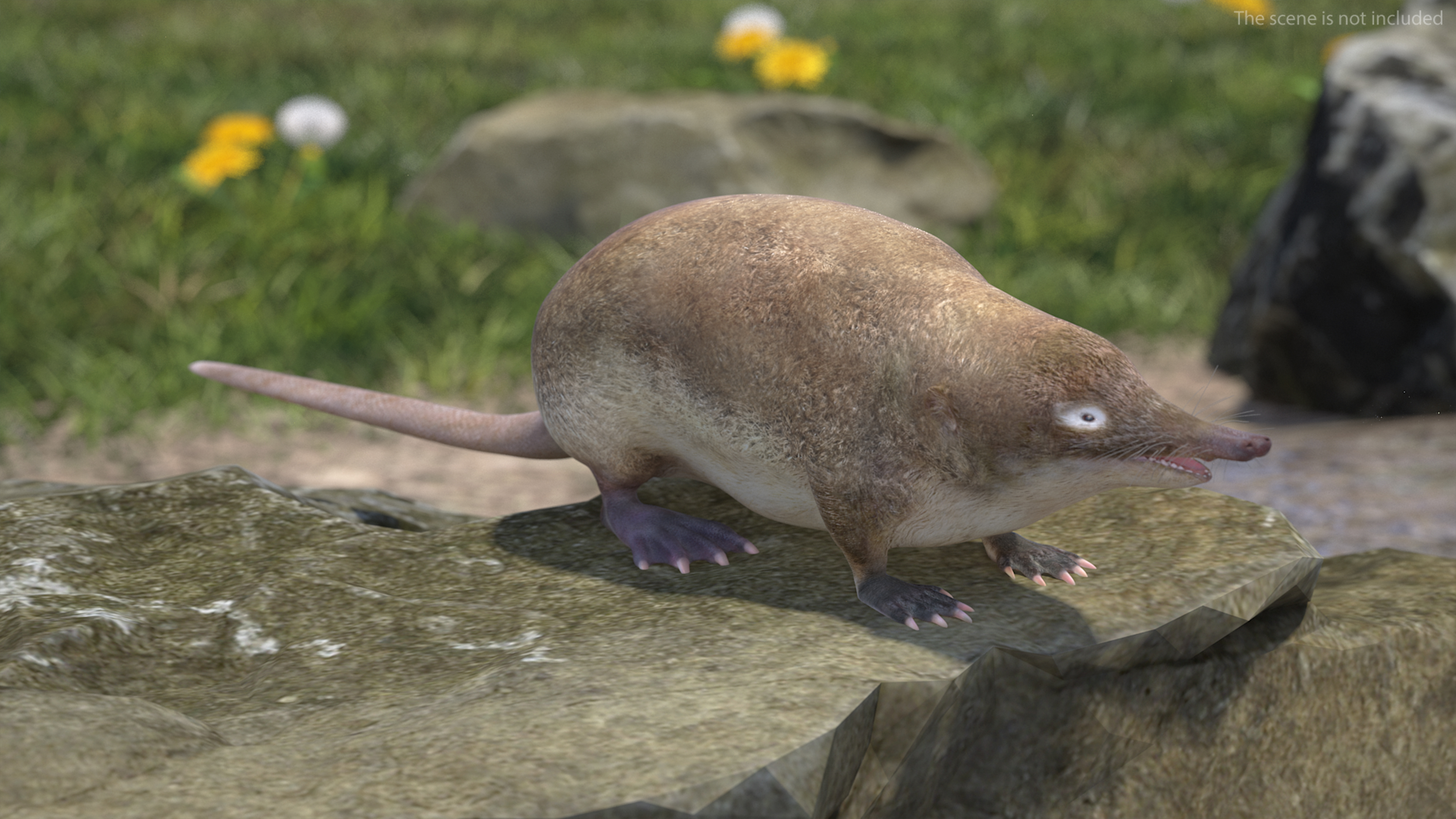 Desmana Moschata Rigged for Cinema 4D 3D