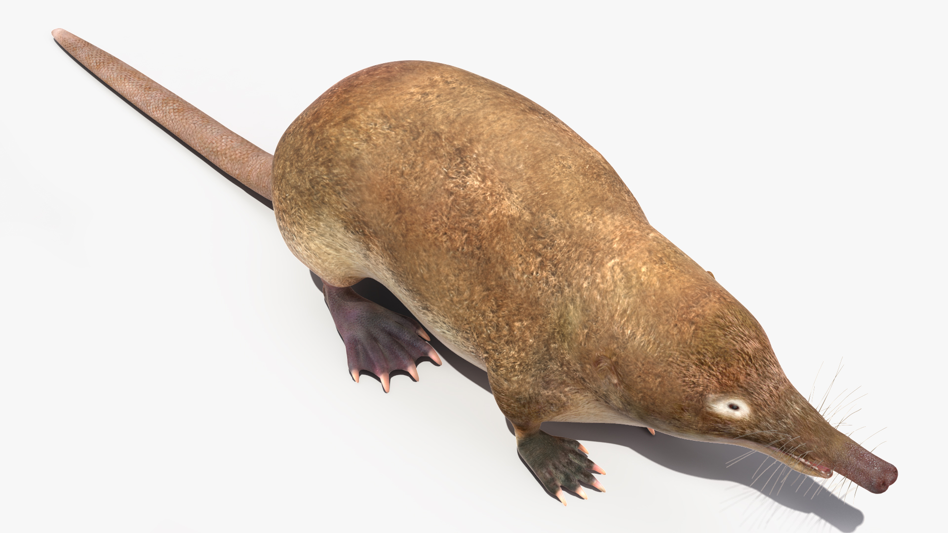 Desmana Moschata Rigged for Cinema 4D 3D