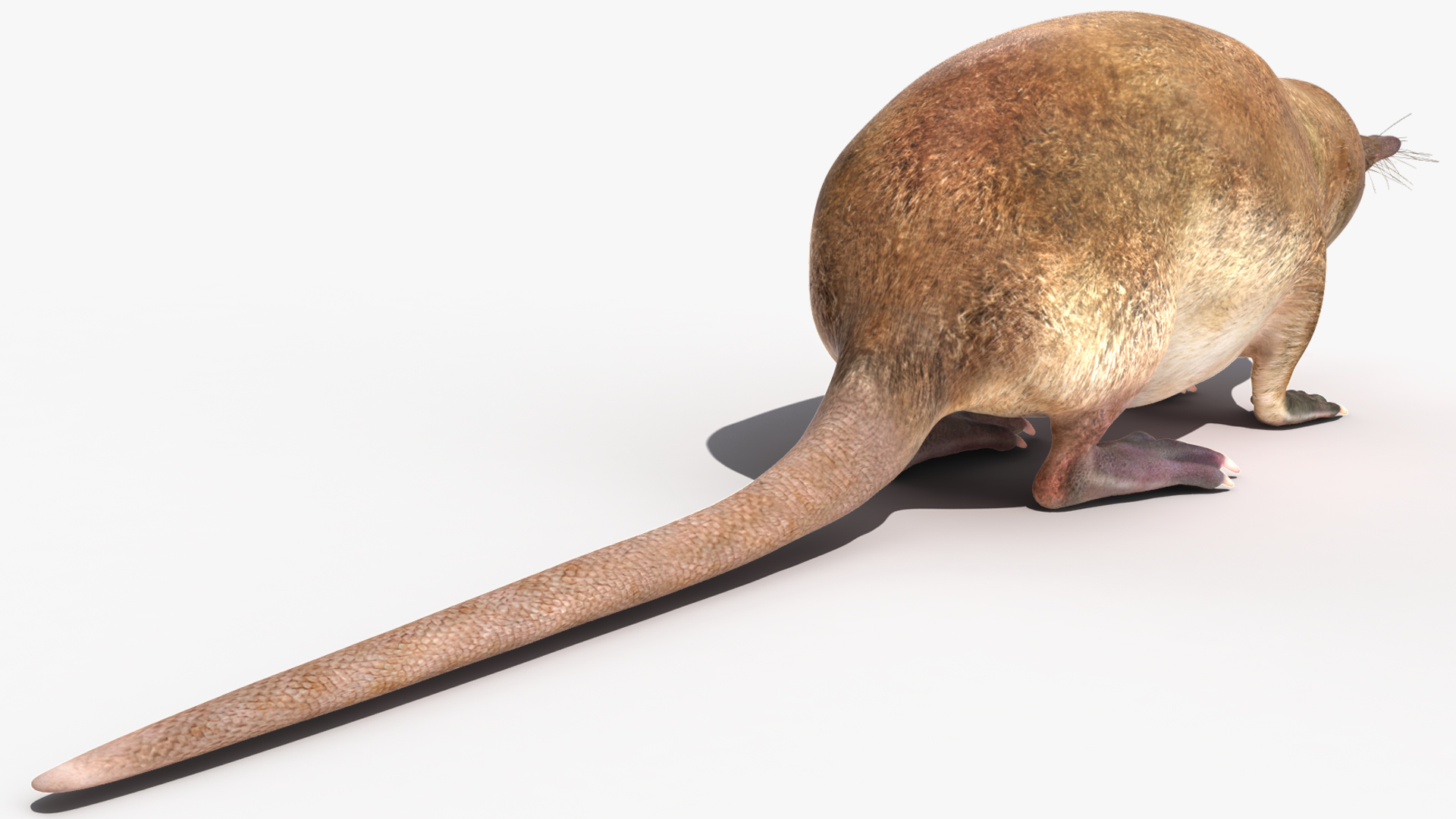 Desmana Moschata Rigged for Cinema 4D 3D