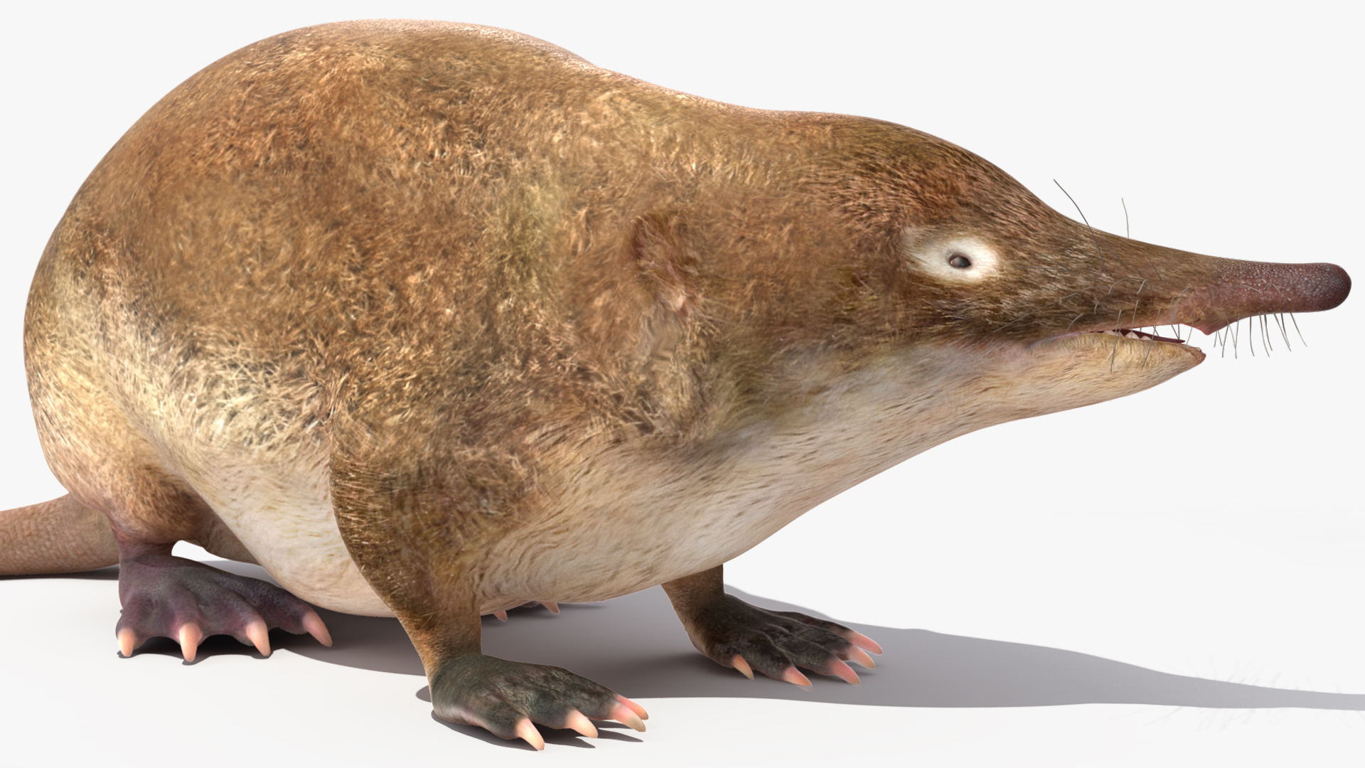 Desmana Moschata Rigged for Cinema 4D 3D