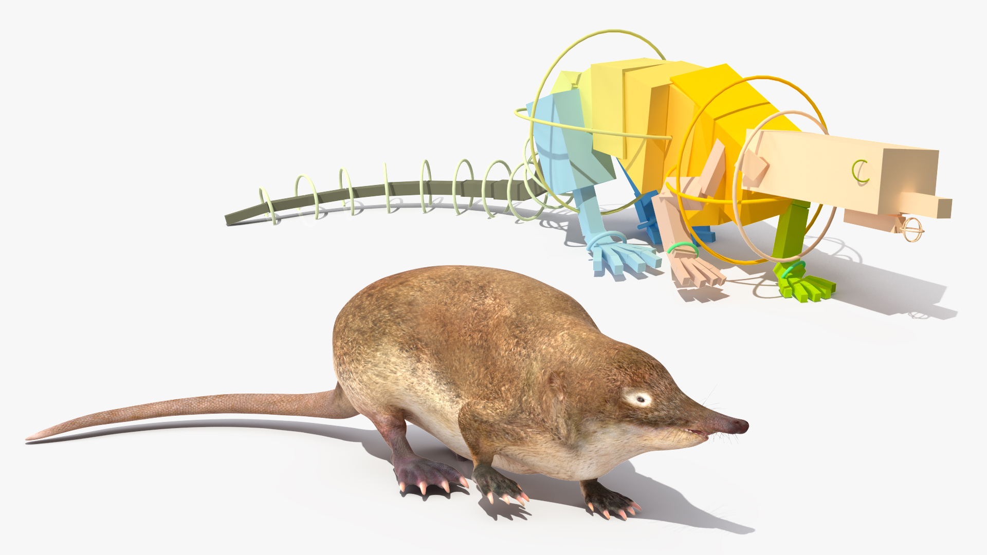 Desmana Moschata Rigged for Cinema 4D 3D