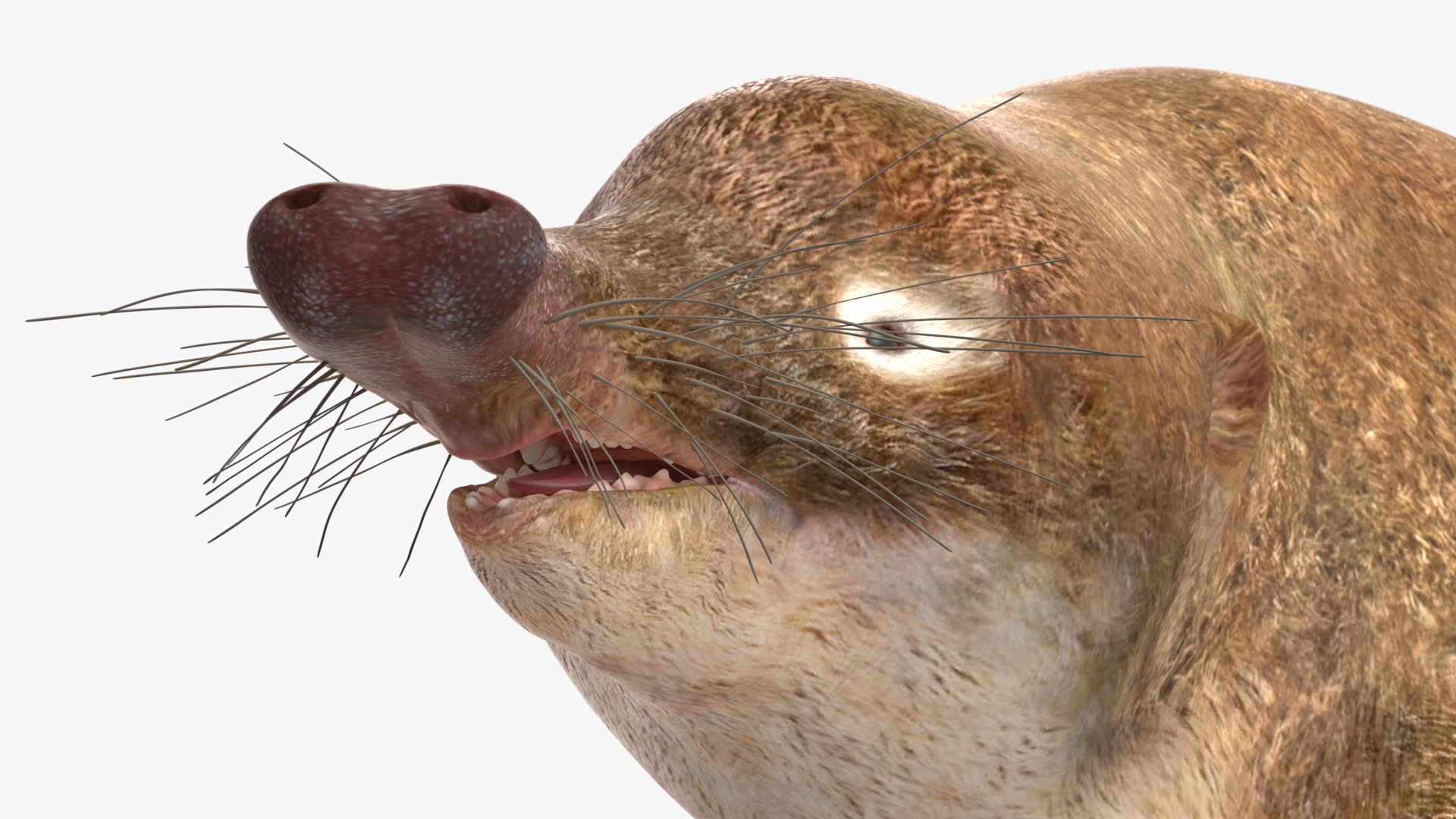 Desmana Moschata Rigged for Cinema 4D 3D