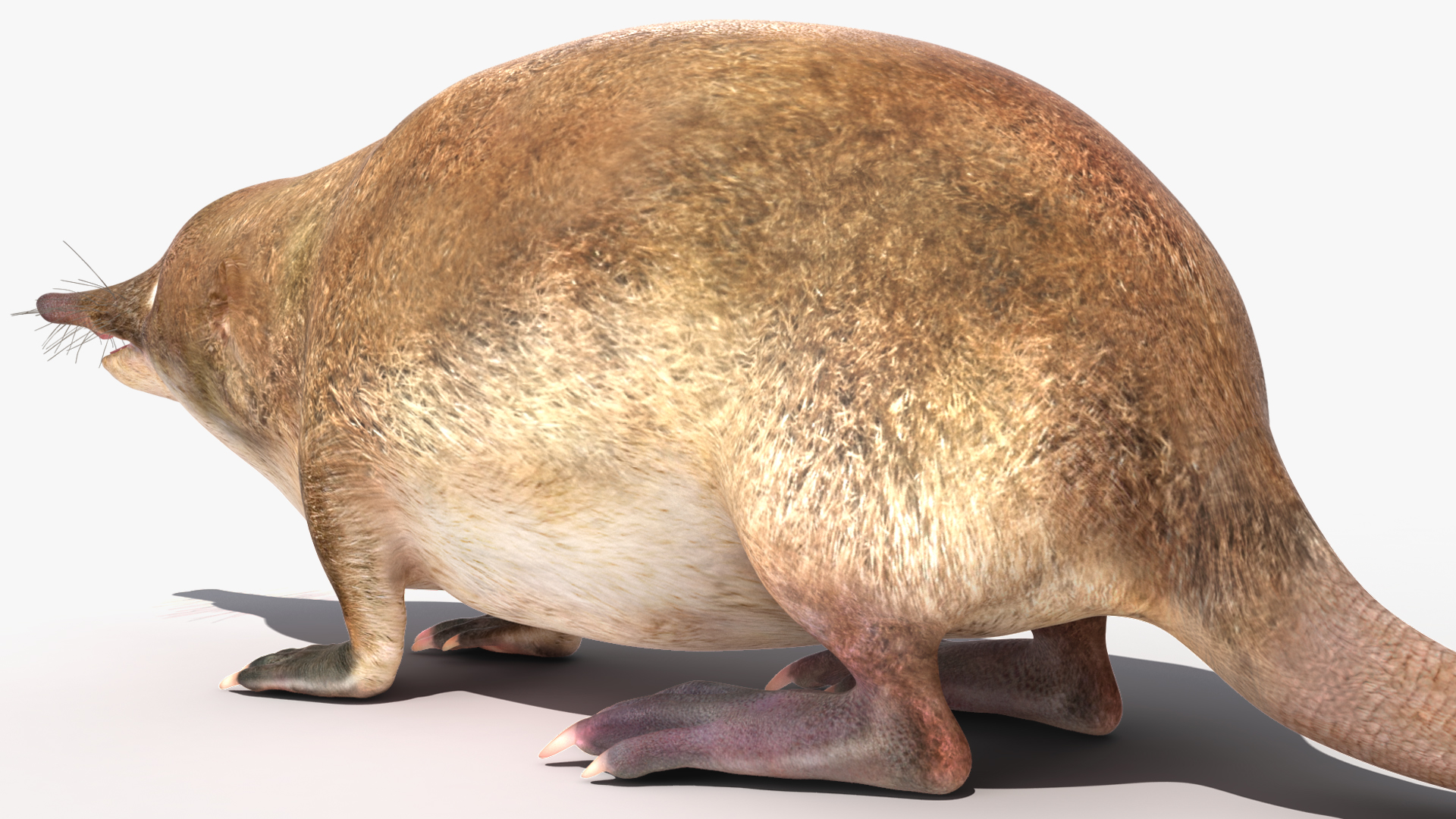 Desmana Moschata Rigged for Cinema 4D 3D
