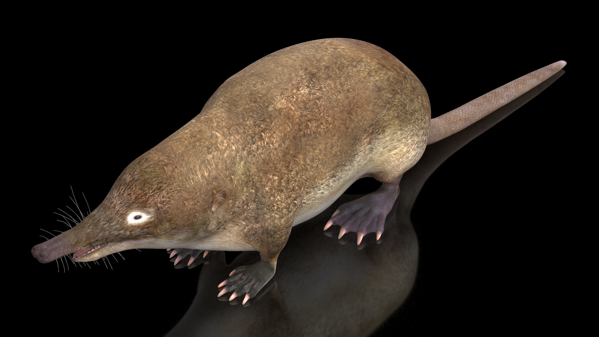 Desmana Moschata Rigged for Cinema 4D 3D