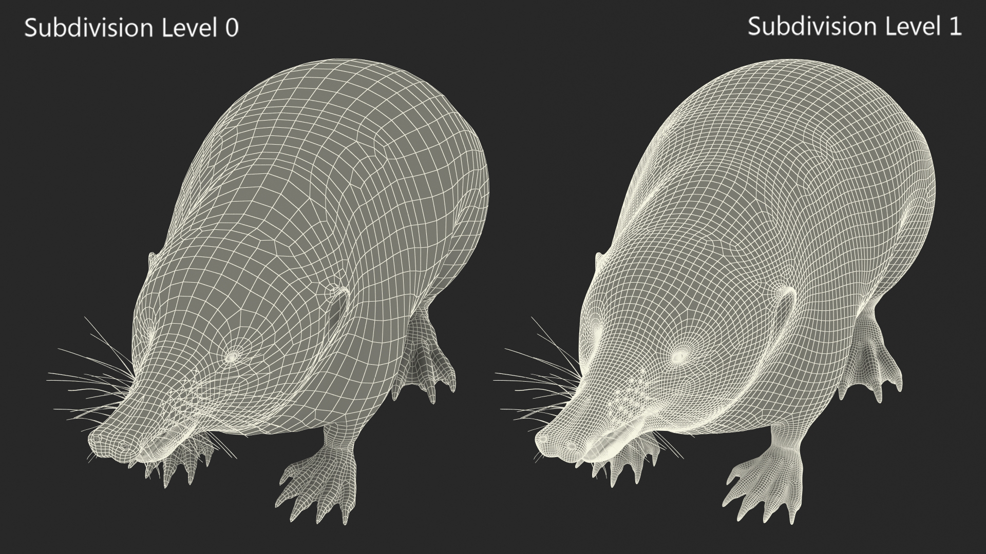 Desmana Moschata Rigged for Cinema 4D 3D