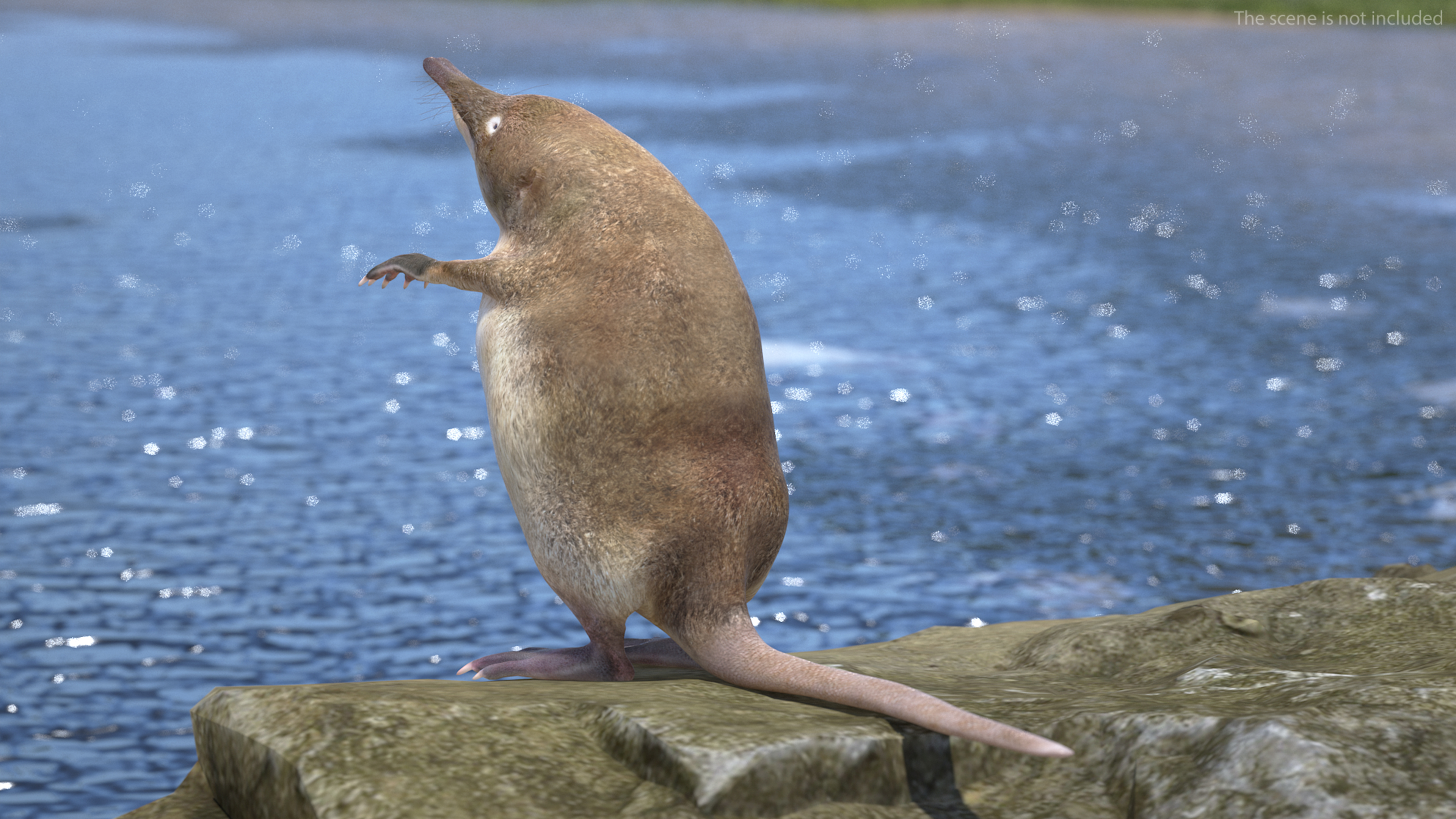 Desmana Moschata Rigged for Cinema 4D 3D