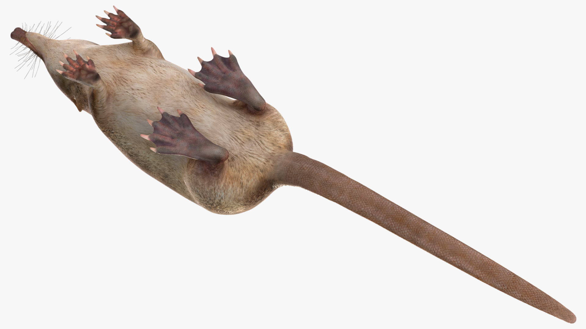 Desmana Moschata Rigged for Cinema 4D 3D