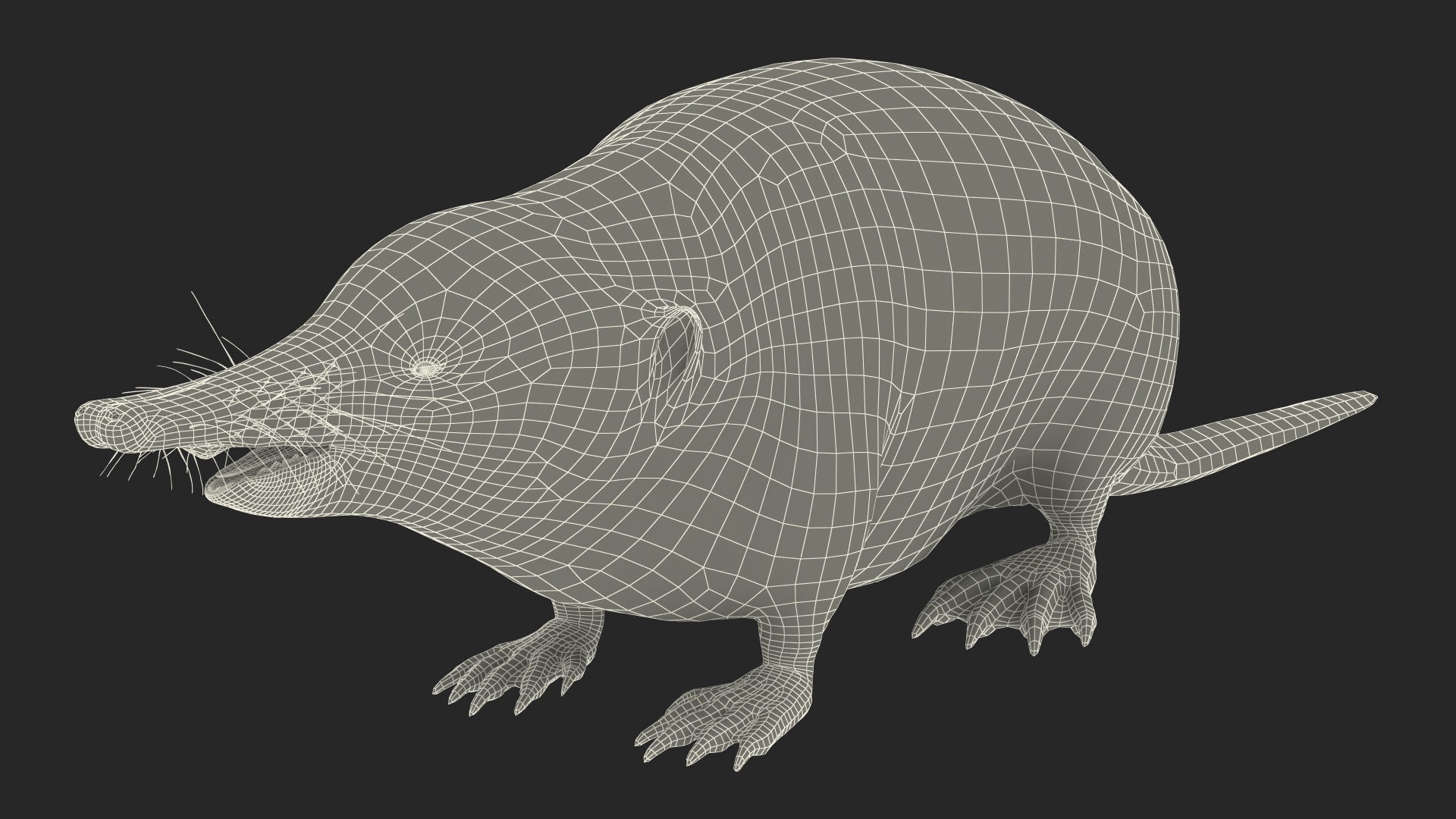 Desmana Moschata Rigged for Cinema 4D 3D
