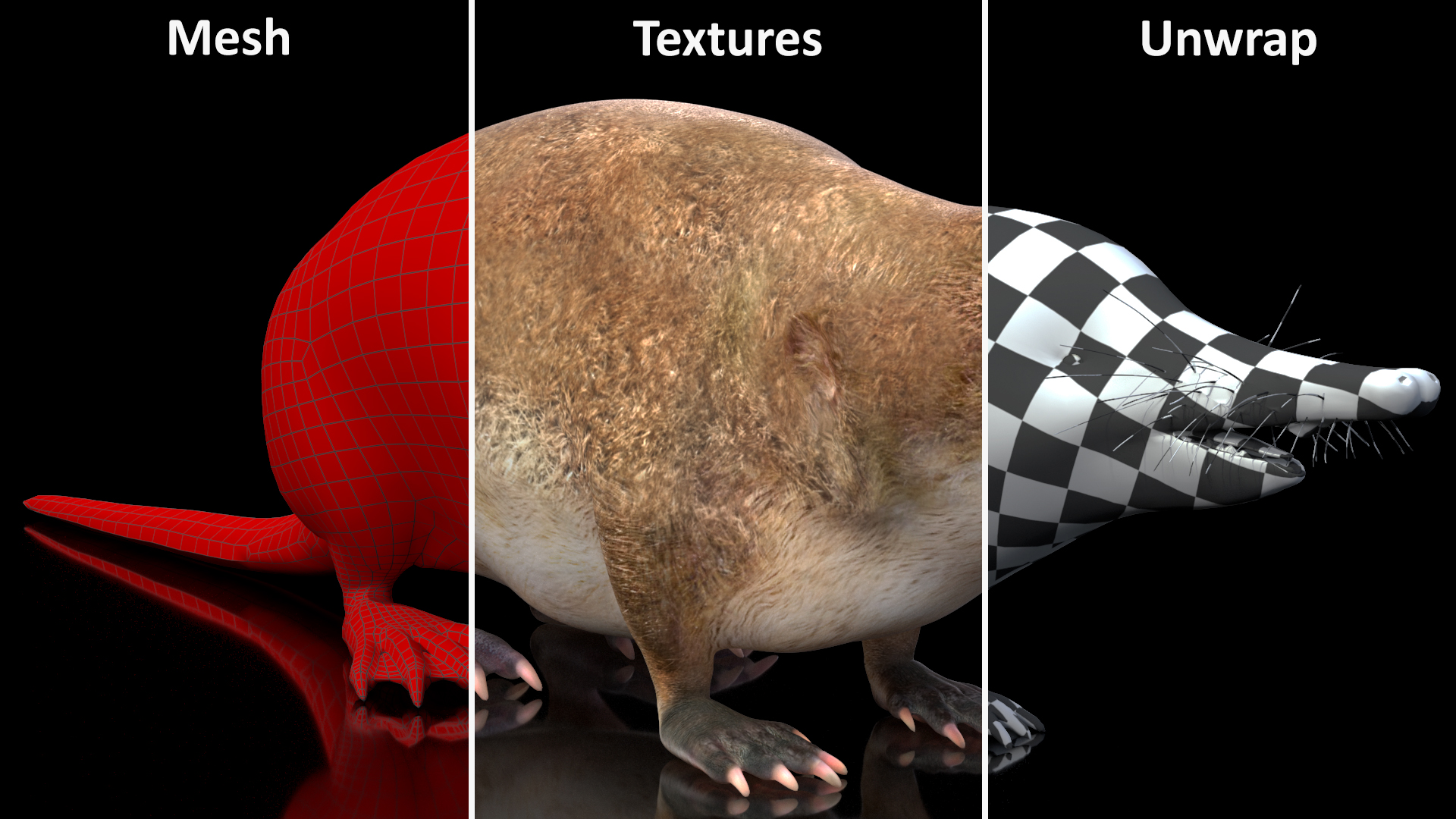 Desmana Moschata Rigged for Cinema 4D 3D