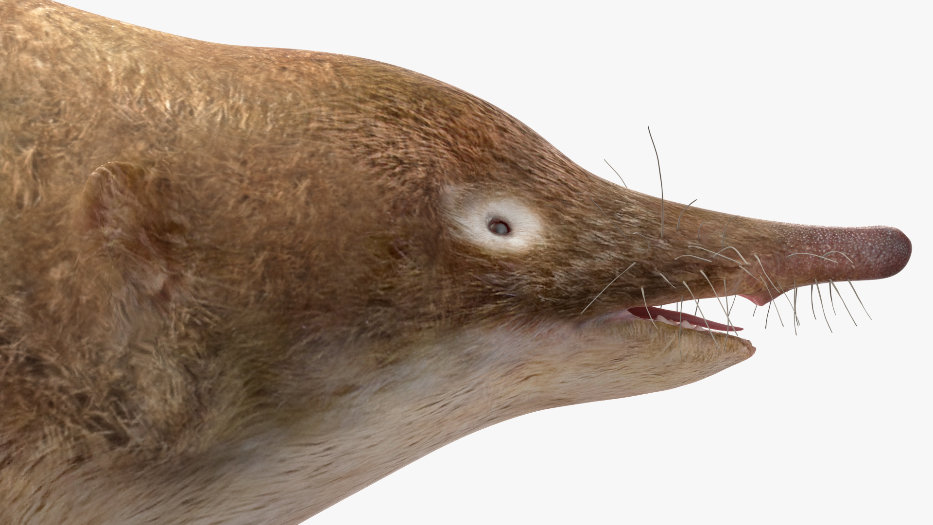 Desmana Moschata Rigged for Cinema 4D 3D