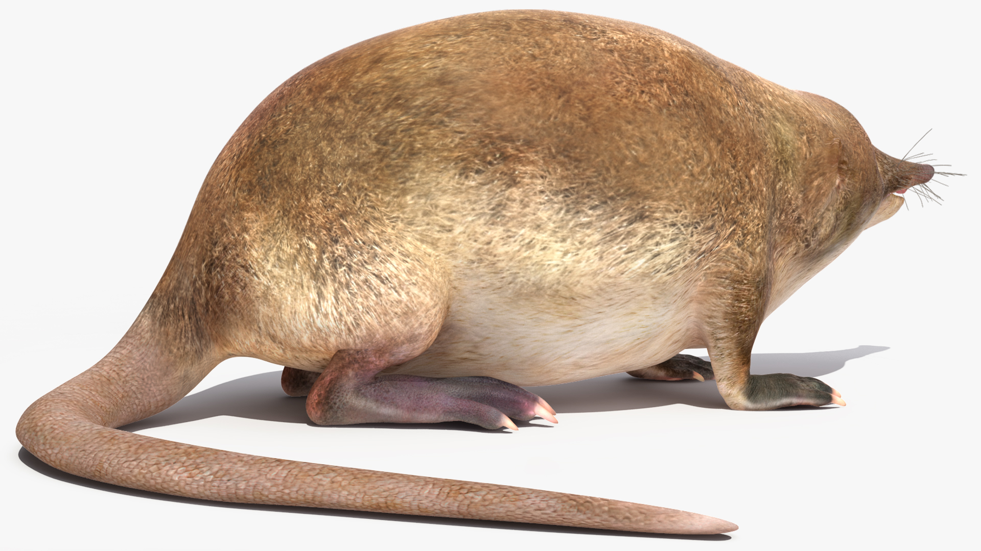Desmana Moschata Rigged for Cinema 4D 3D