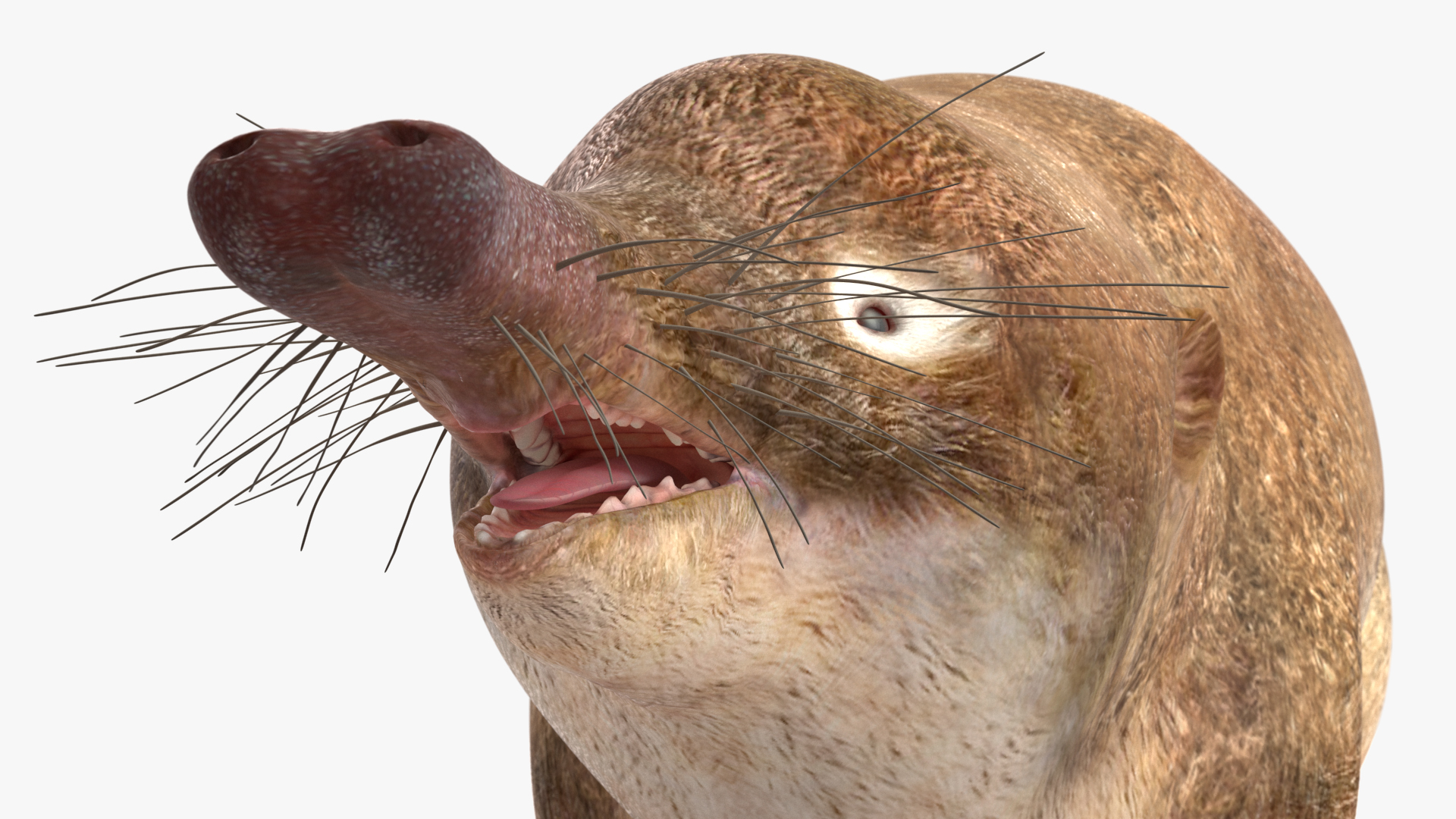Desmana Moschata Rigged for Cinema 4D 3D