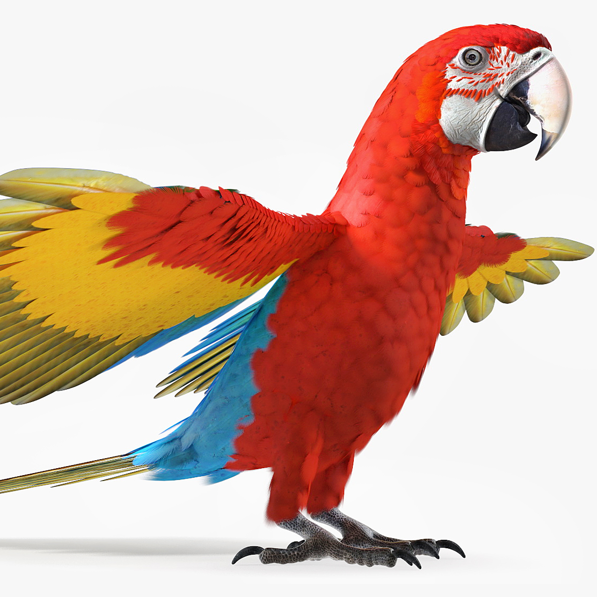 Red and Green Macaw Parrot Resting Pose 3D model preview