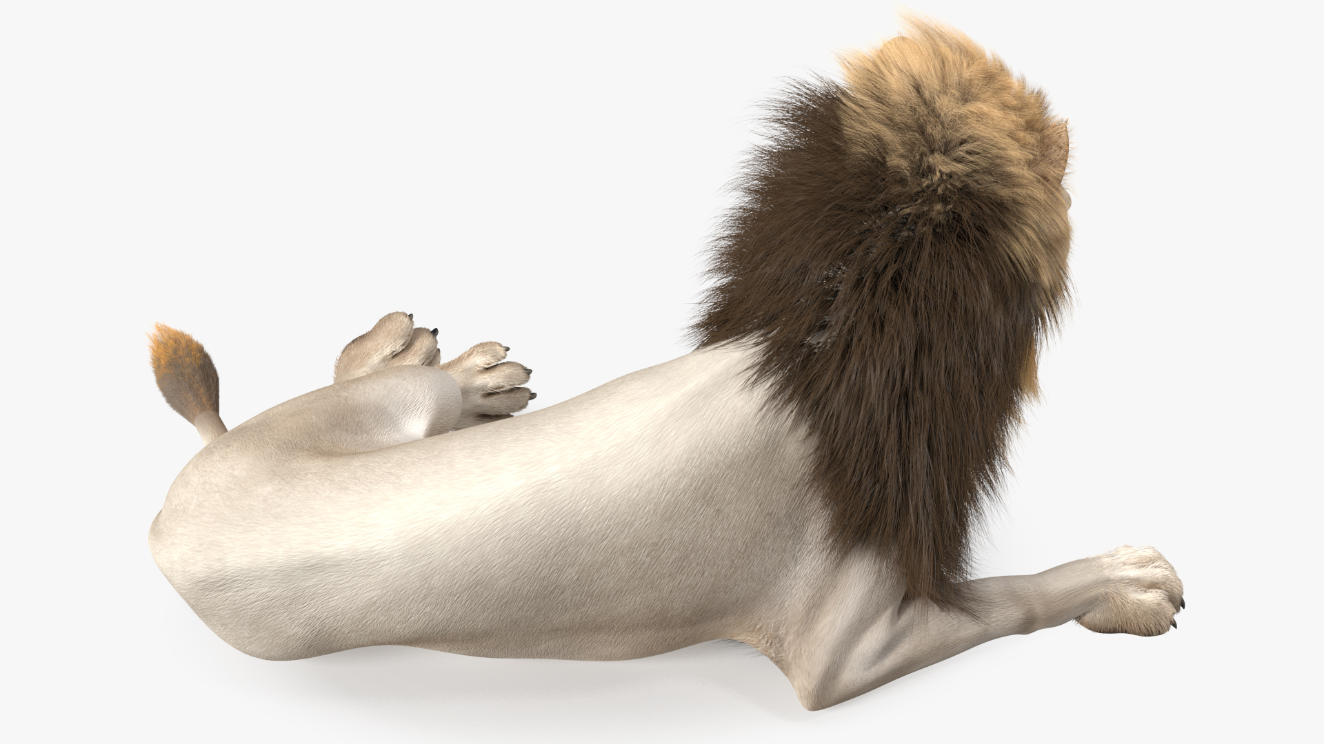 3D model White Male Lion Lying Pose Fur