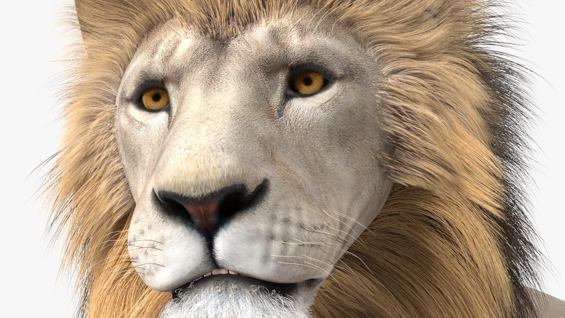 3D model White Male Lion Lying Pose Fur