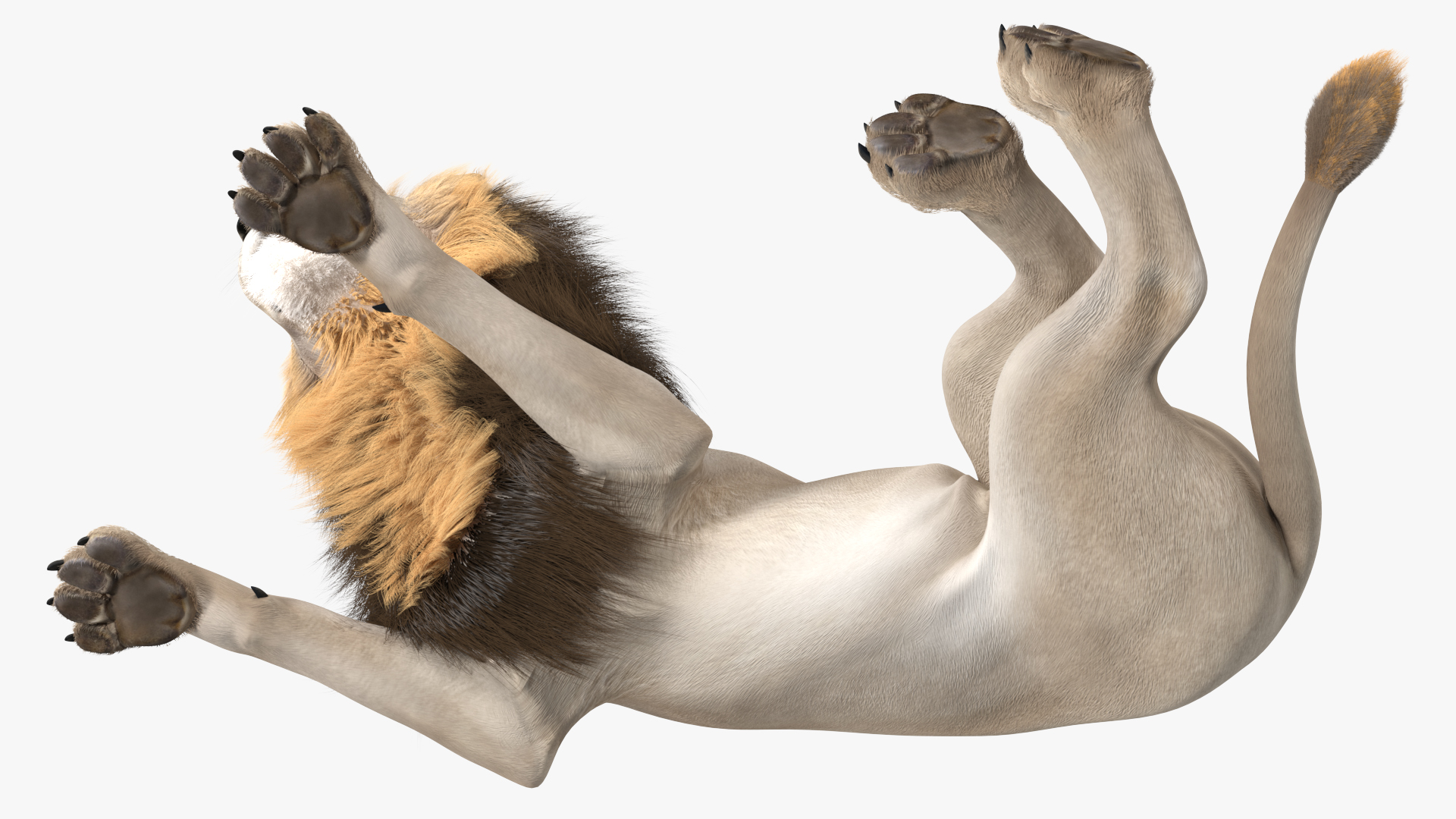 3D model White Male Lion Lying Pose Fur