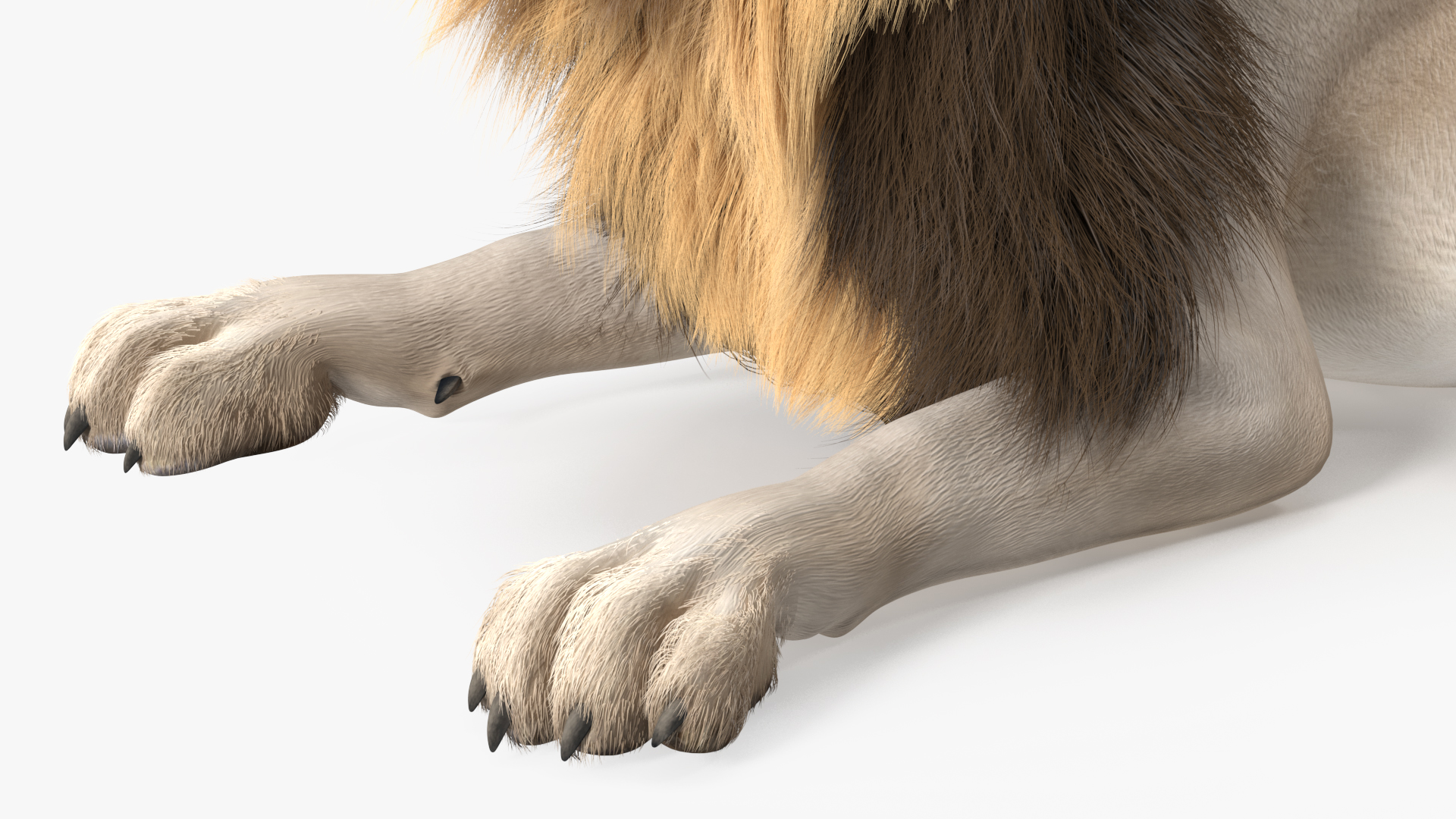 3D model White Male Lion Lying Pose Fur