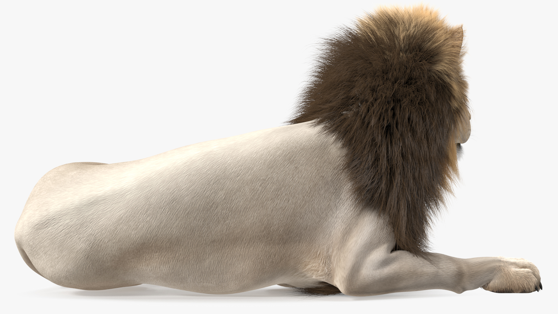 3D model White Male Lion Lying Pose Fur