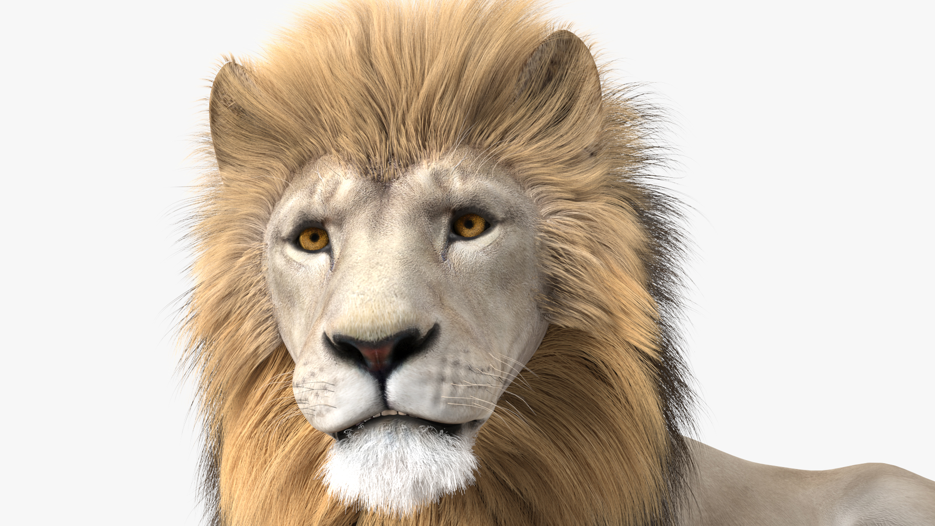 3D model White Male Lion Lying Pose Fur