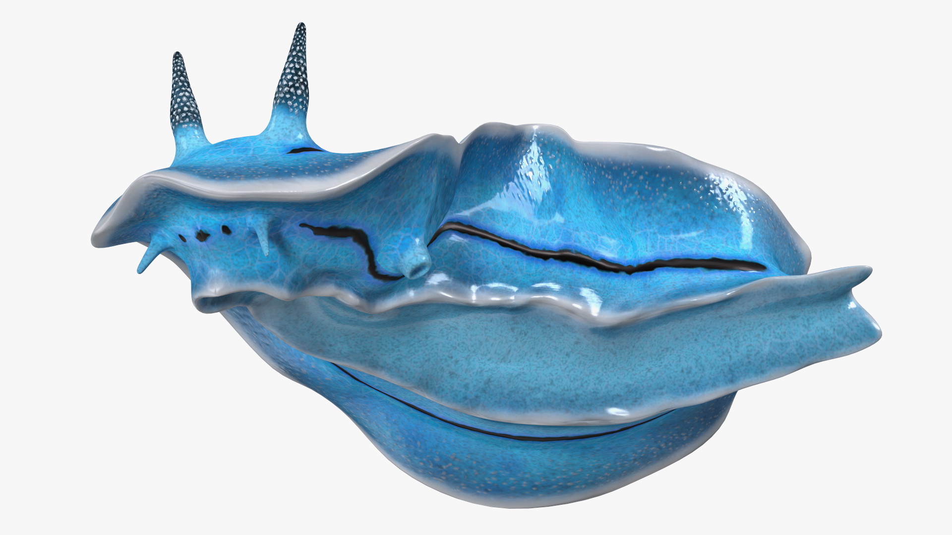 Chromodoris Willani 3D model