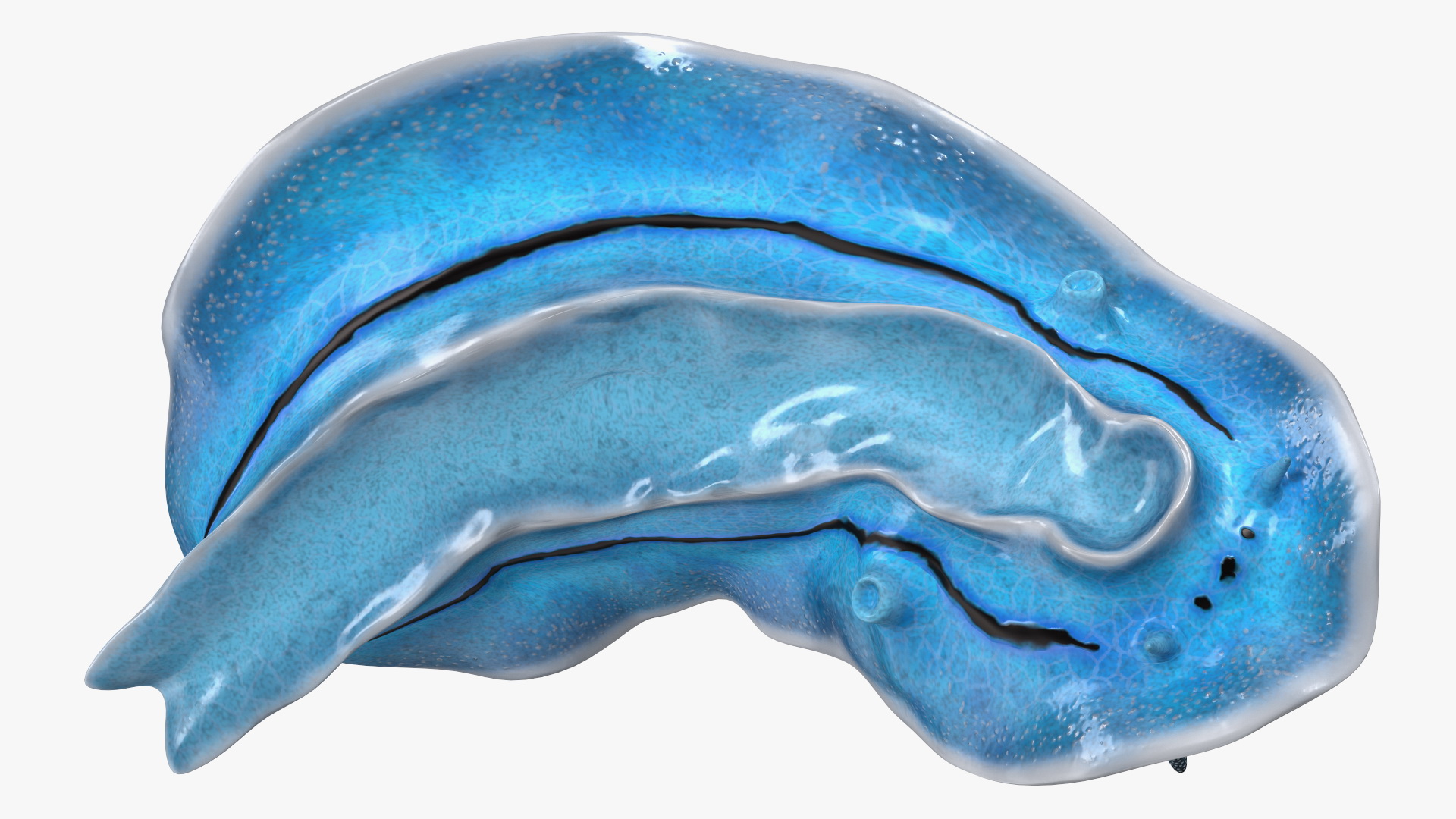 Chromodoris Willani 3D model