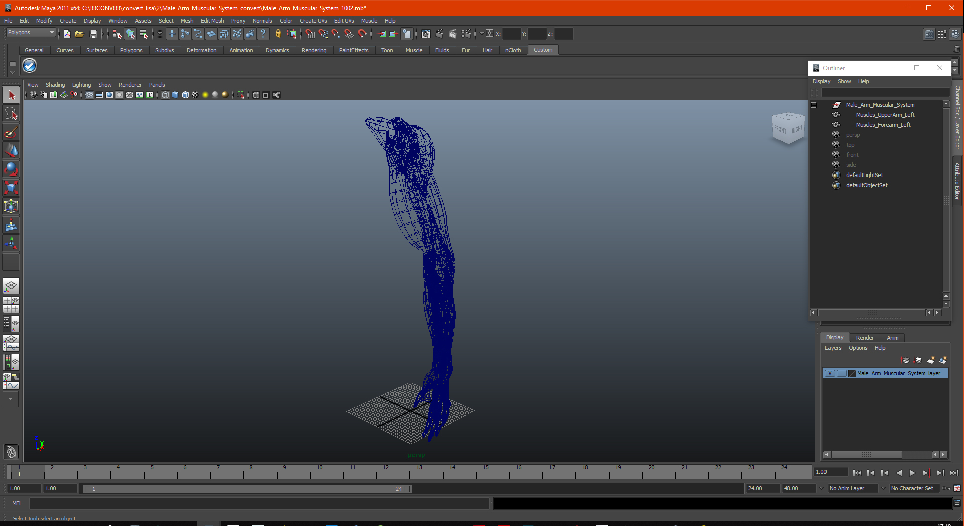 Male Arm Muscular System 3D model