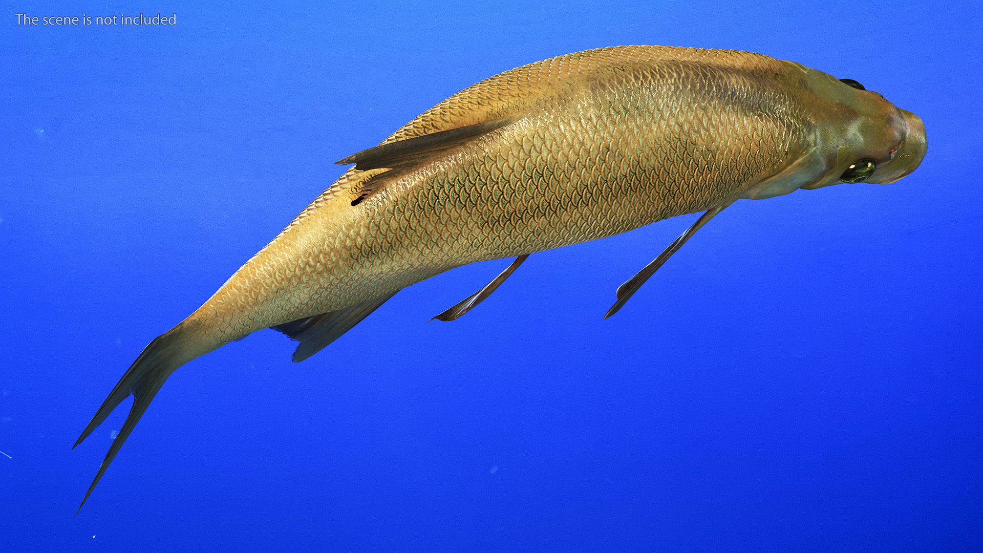 3D Bronze Bream Fish Rigged for Cinema 4D model