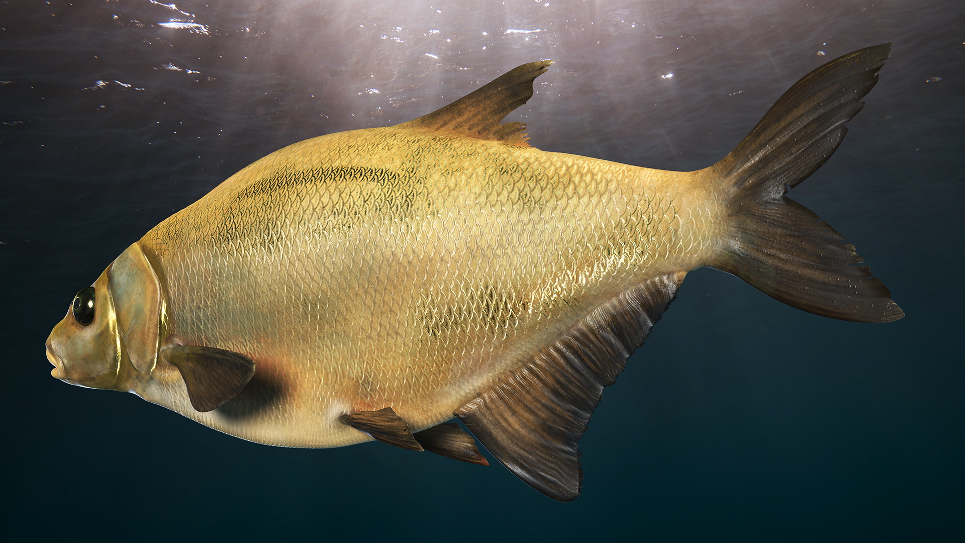 3D Bronze Bream Fish Rigged for Cinema 4D model