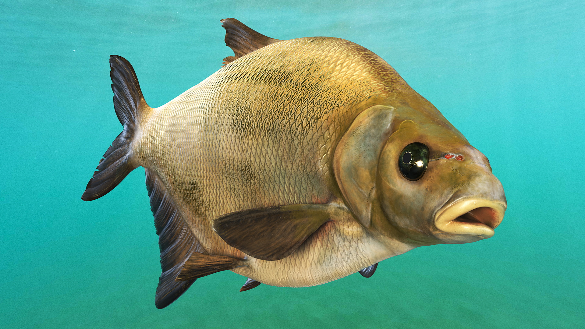 3D Bronze Bream Fish Rigged for Cinema 4D model