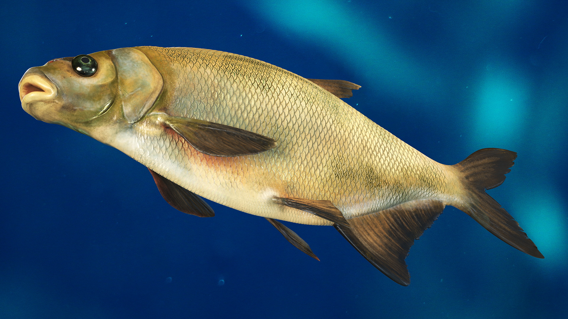 3D Bronze Bream Fish Rigged for Cinema 4D model