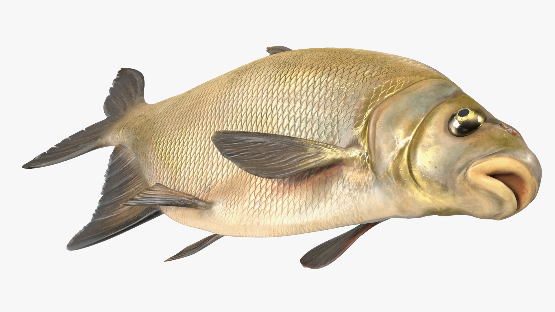 3D Bronze Bream Fish Rigged for Cinema 4D model