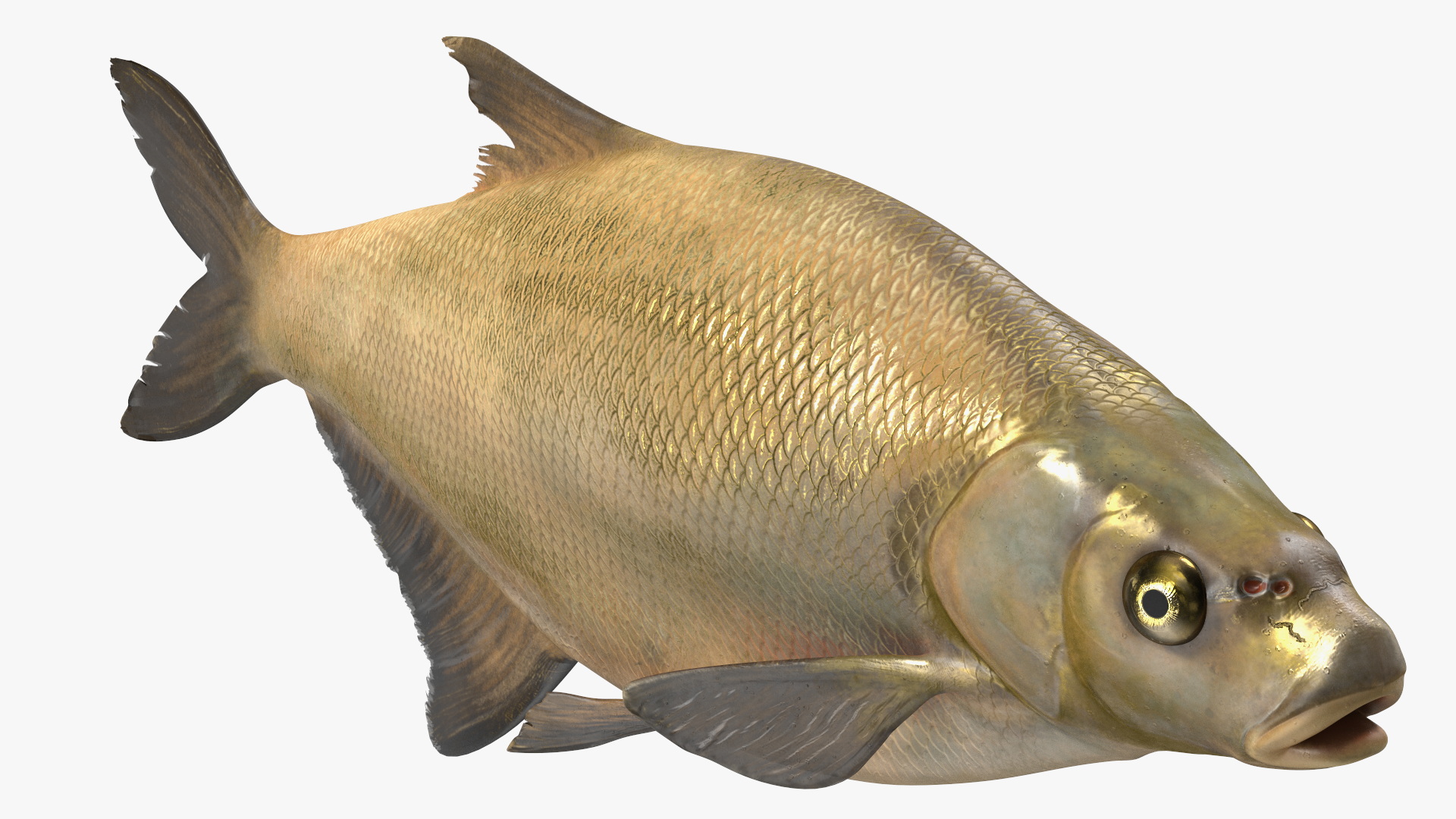 3D Bronze Bream Fish Rigged for Cinema 4D model