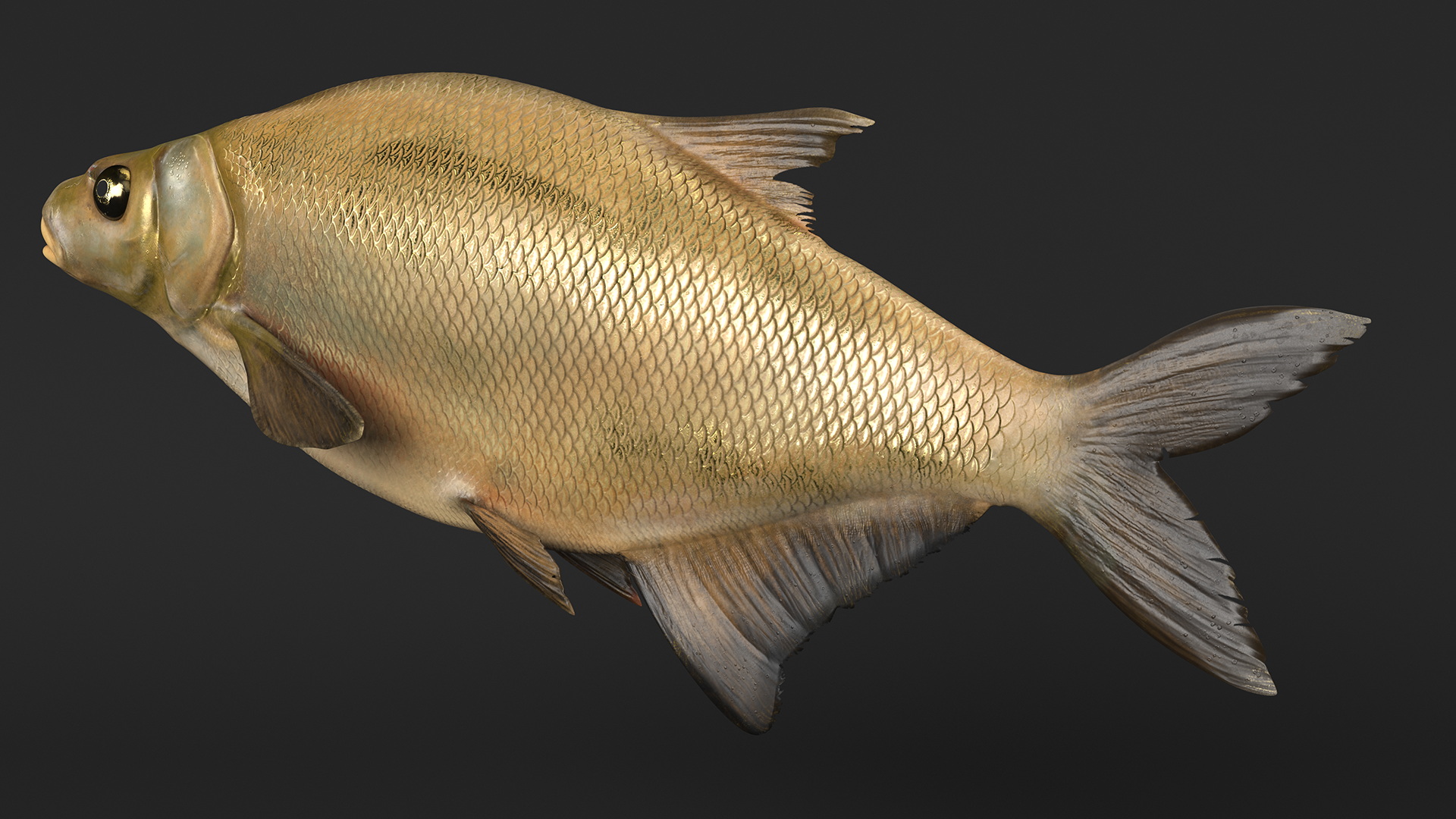 3D Bronze Bream Fish Rigged for Cinema 4D model