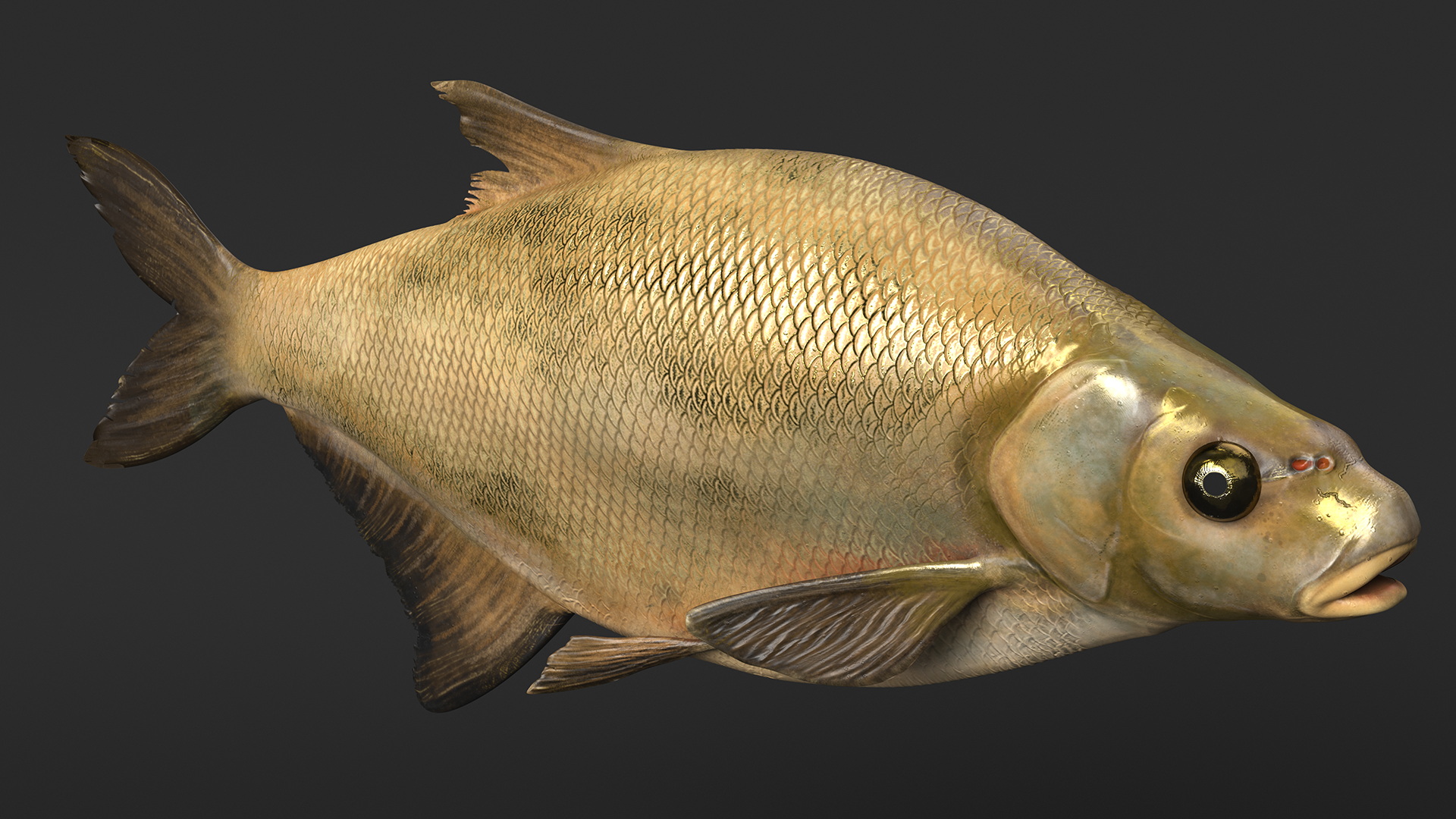 3D Bronze Bream Fish Rigged for Cinema 4D model