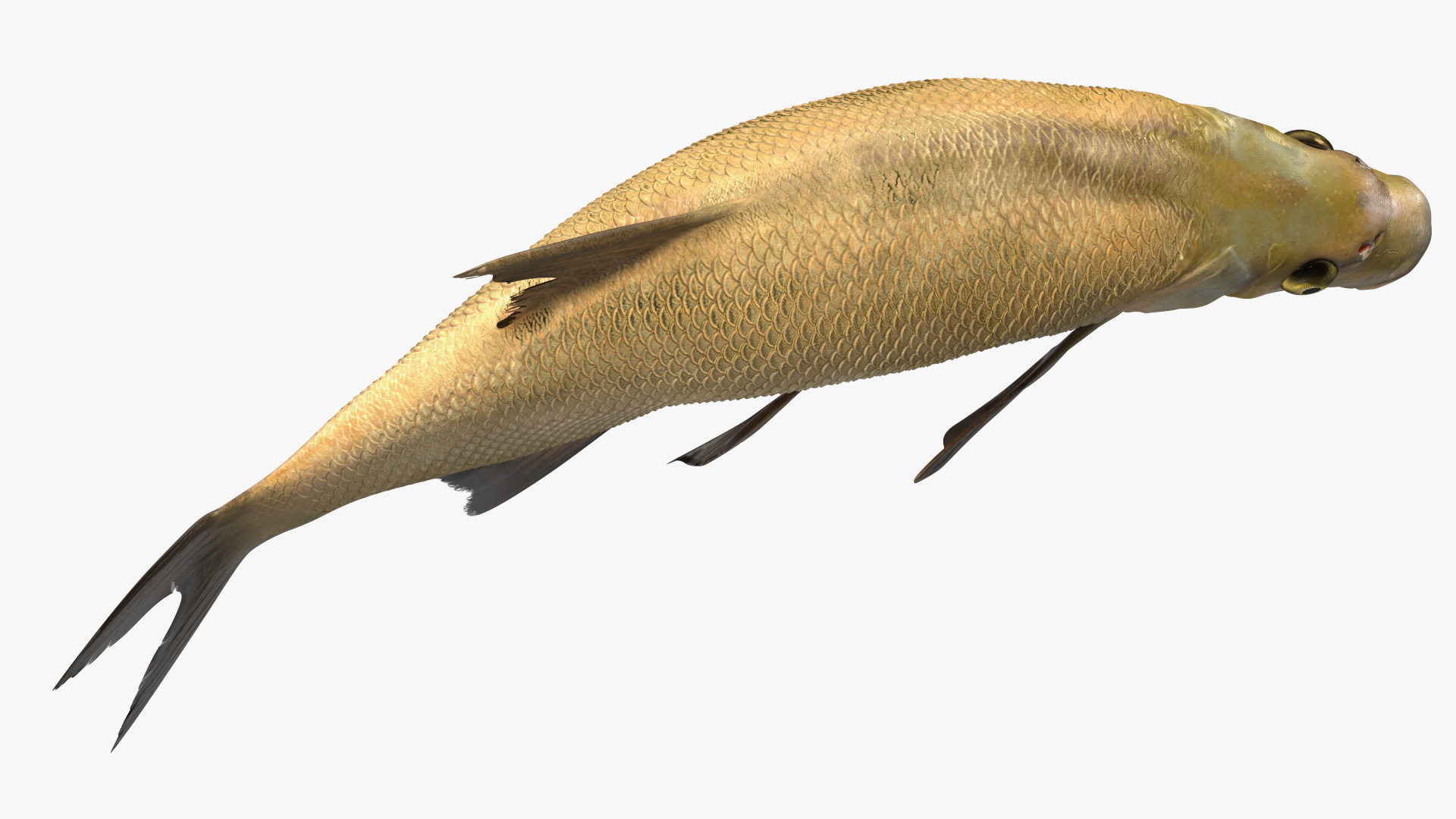3D Bronze Bream Fish Rigged for Cinema 4D model