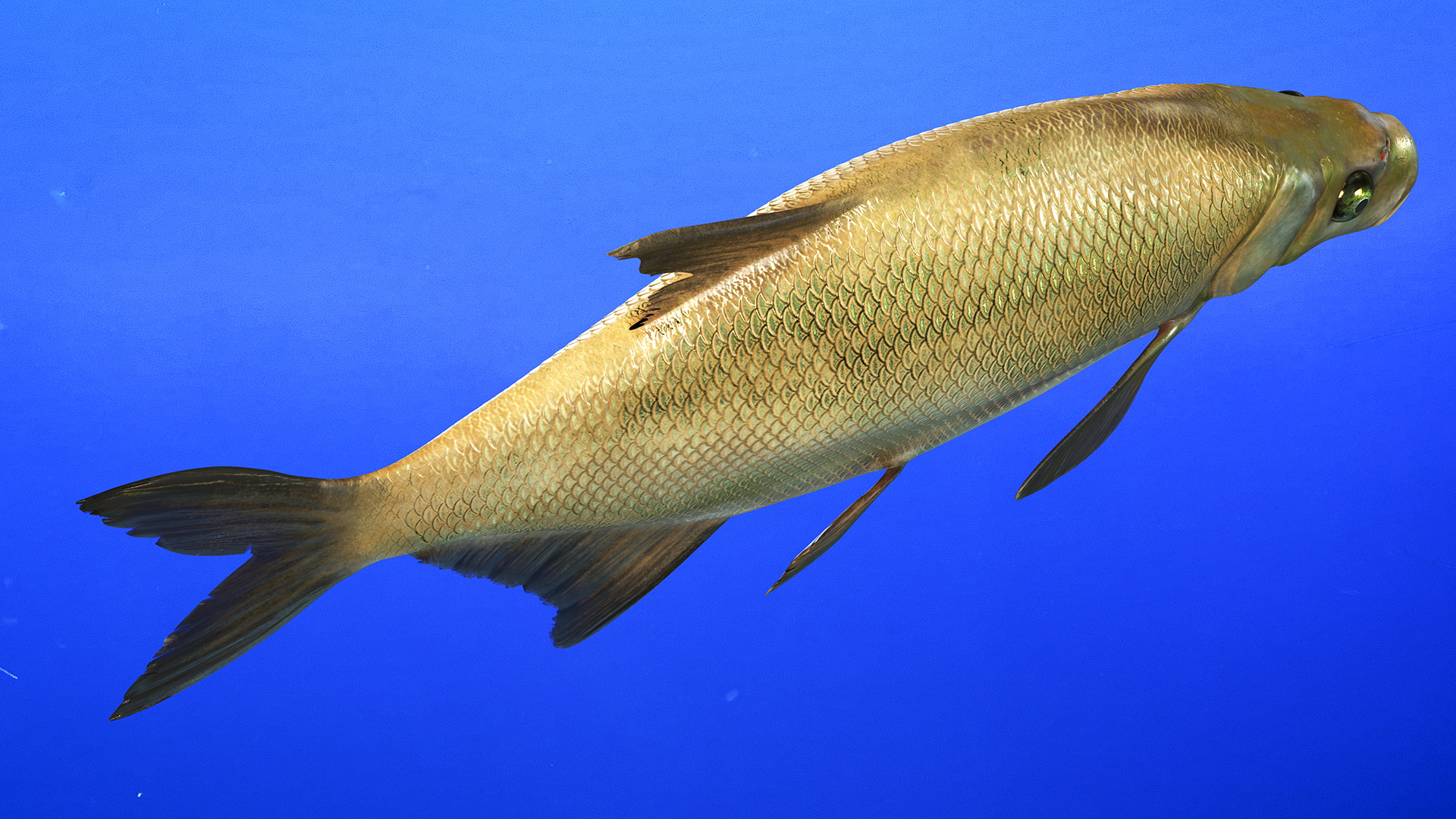 3D Bronze Bream Fish Rigged for Cinema 4D model
