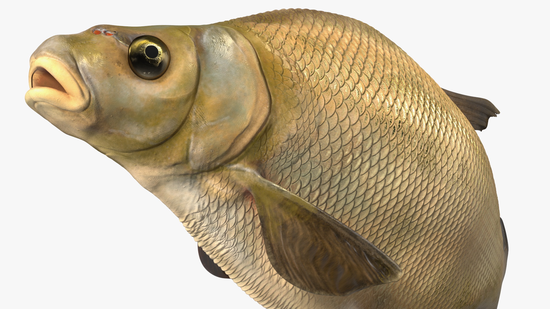 3D Bronze Bream Fish Rigged for Cinema 4D model