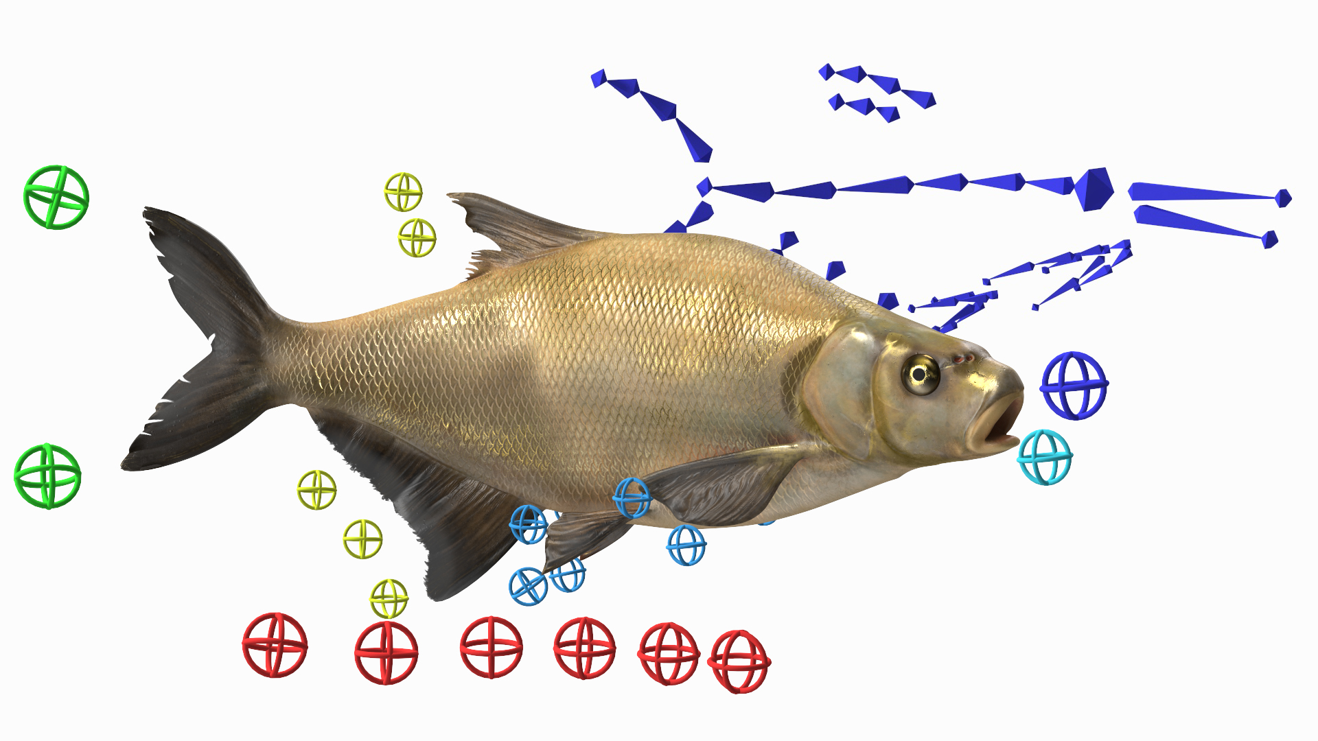 3D Bronze Bream Fish Rigged for Cinema 4D model