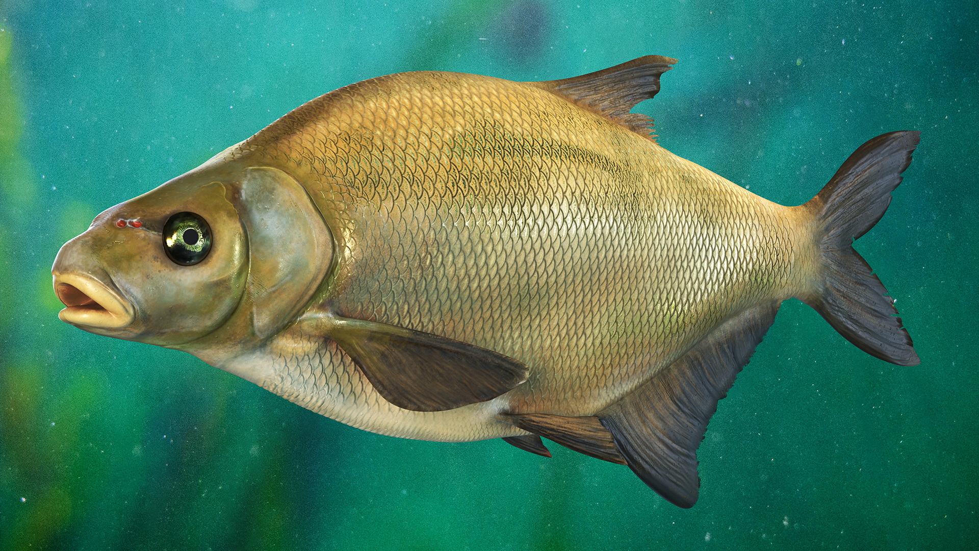 3D Bronze Bream Fish Rigged for Cinema 4D model