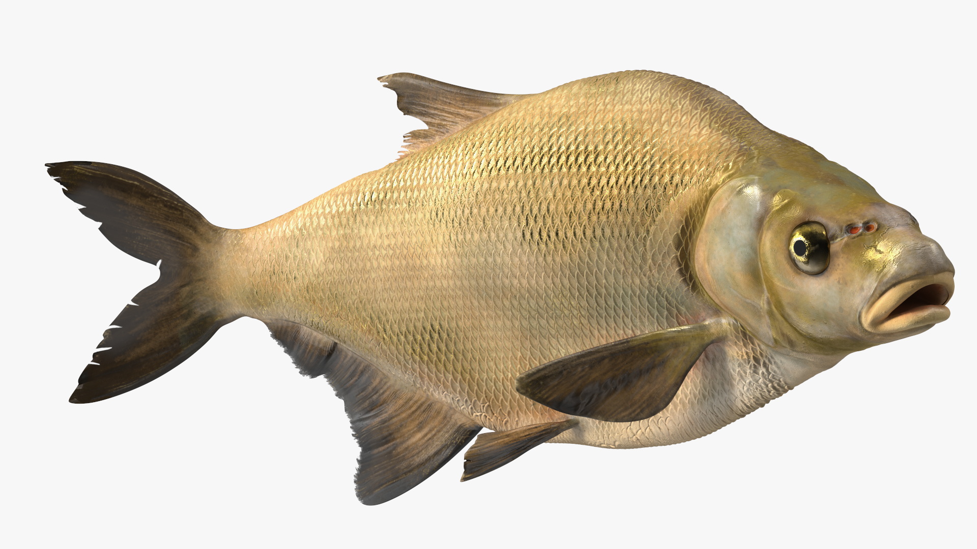 3D Bronze Bream Fish Rigged for Cinema 4D model