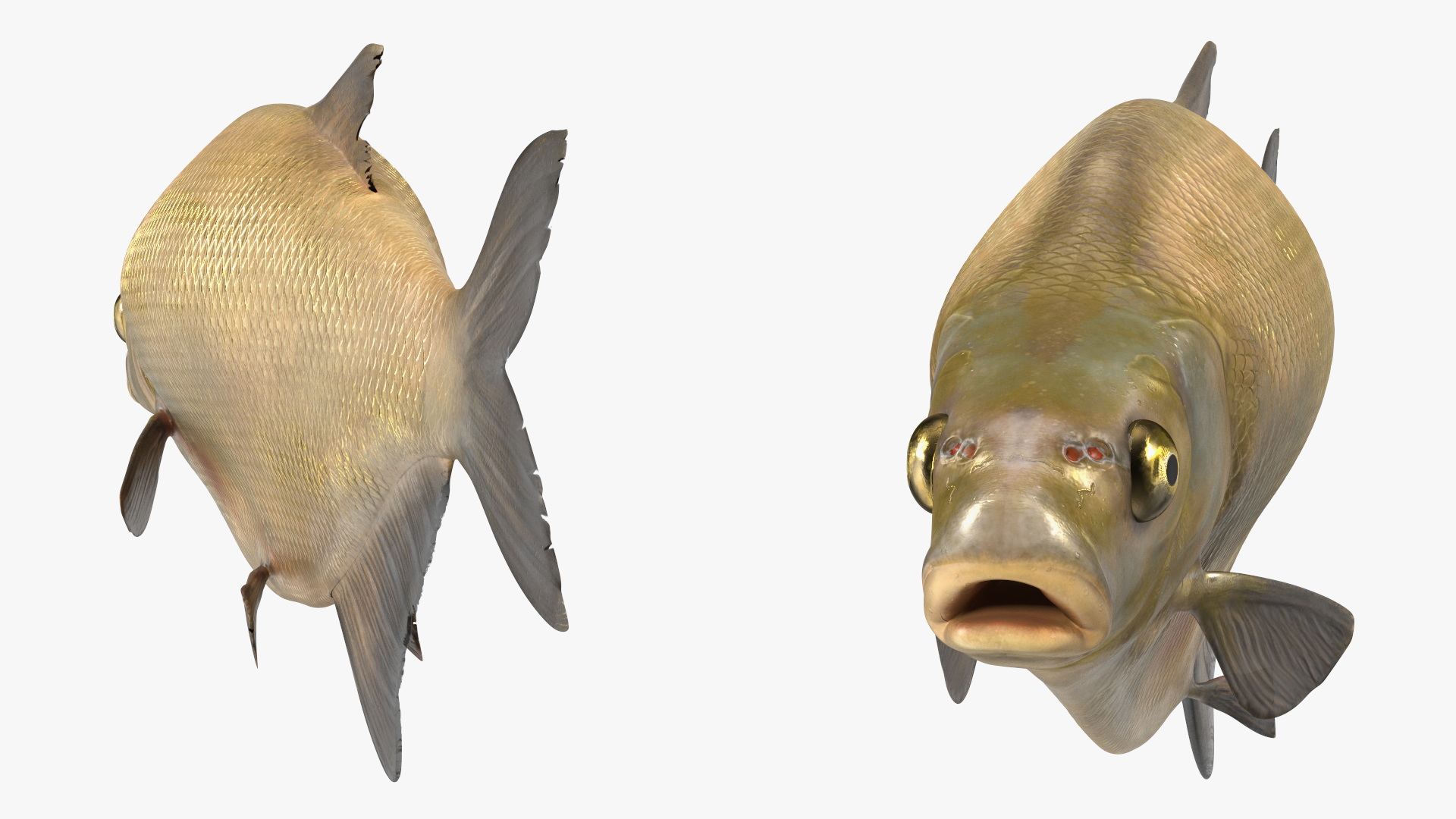3D Bronze Bream Fish Rigged for Cinema 4D model