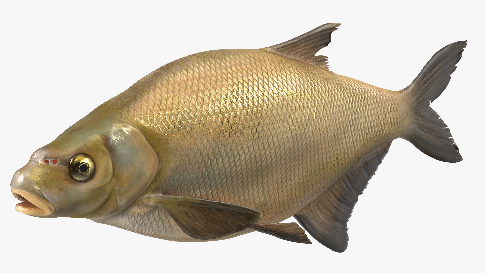 3D Bronze Bream Fish Rigged for Cinema 4D model