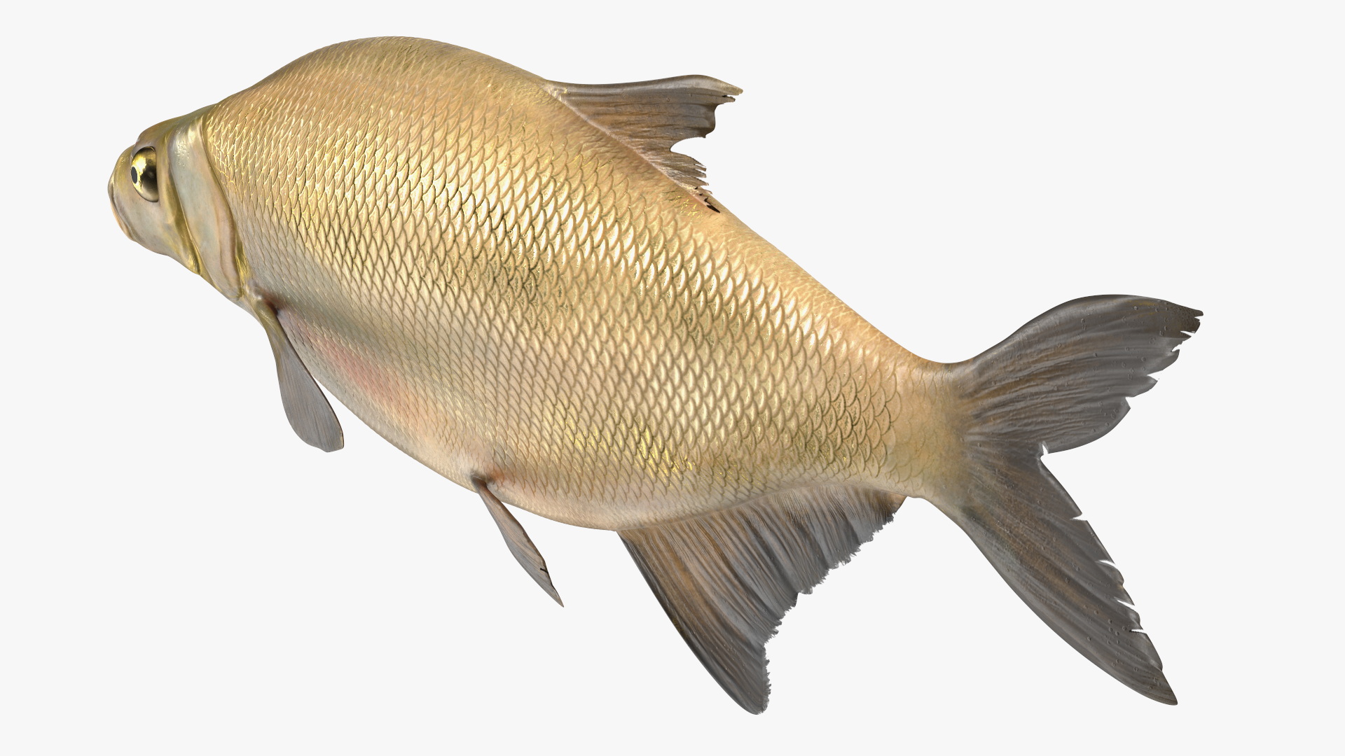3D Bronze Bream Fish Rigged for Cinema 4D model
