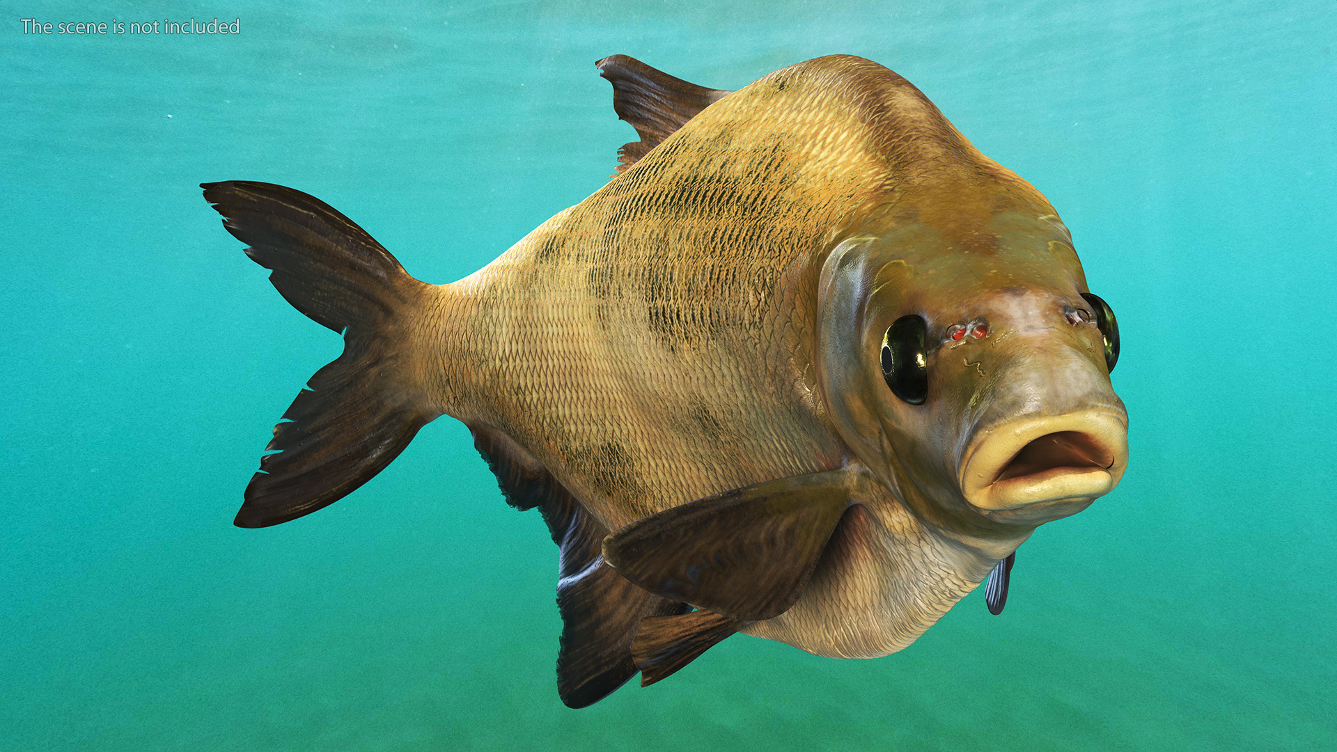 3D Bronze Bream Fish Rigged for Cinema 4D model