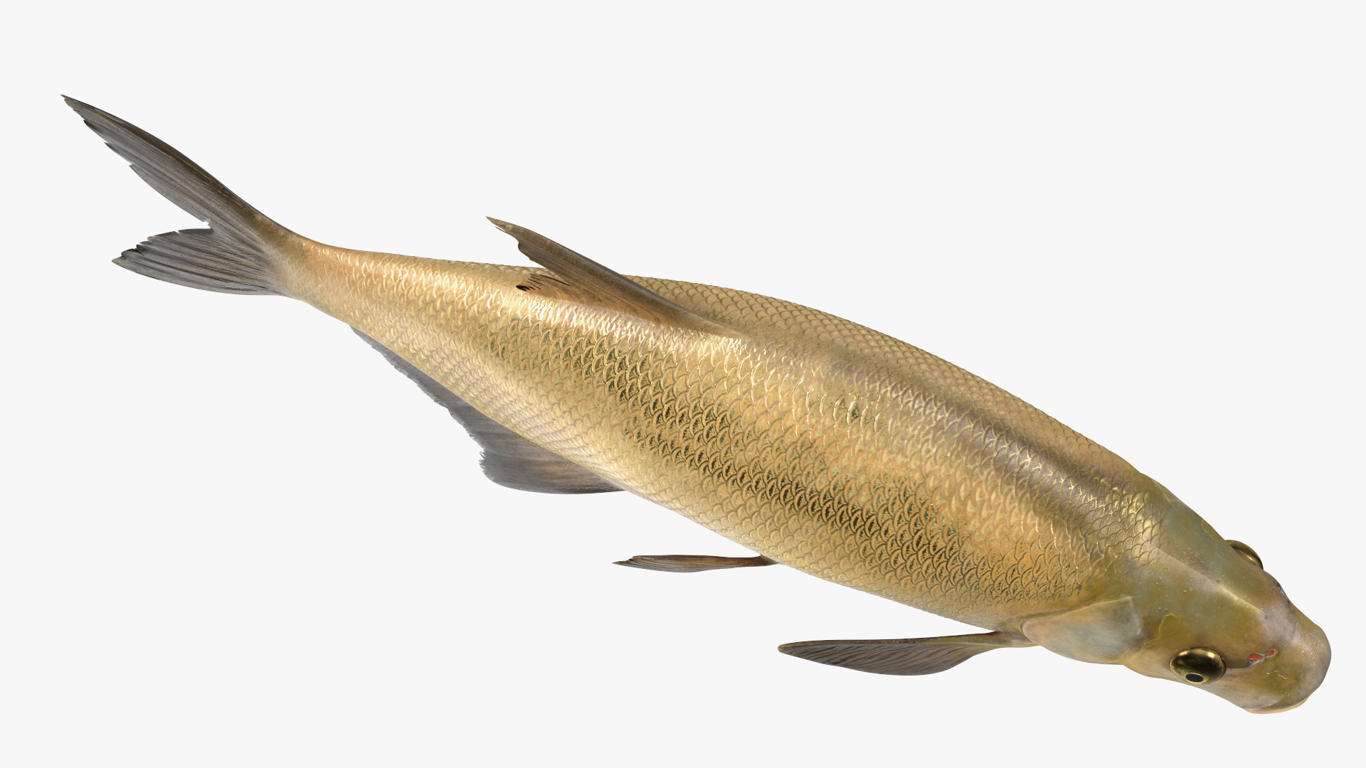3D Bronze Bream Fish Rigged for Cinema 4D model