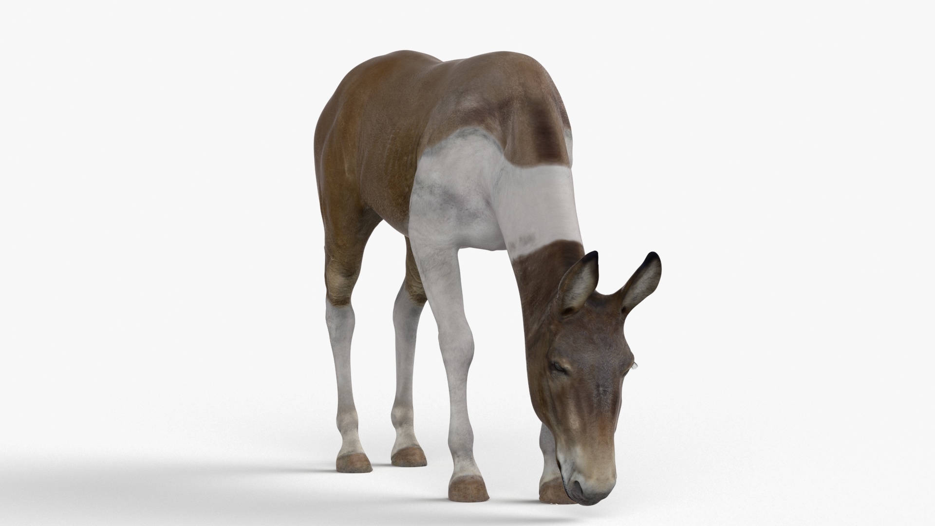 3D Eating Mule