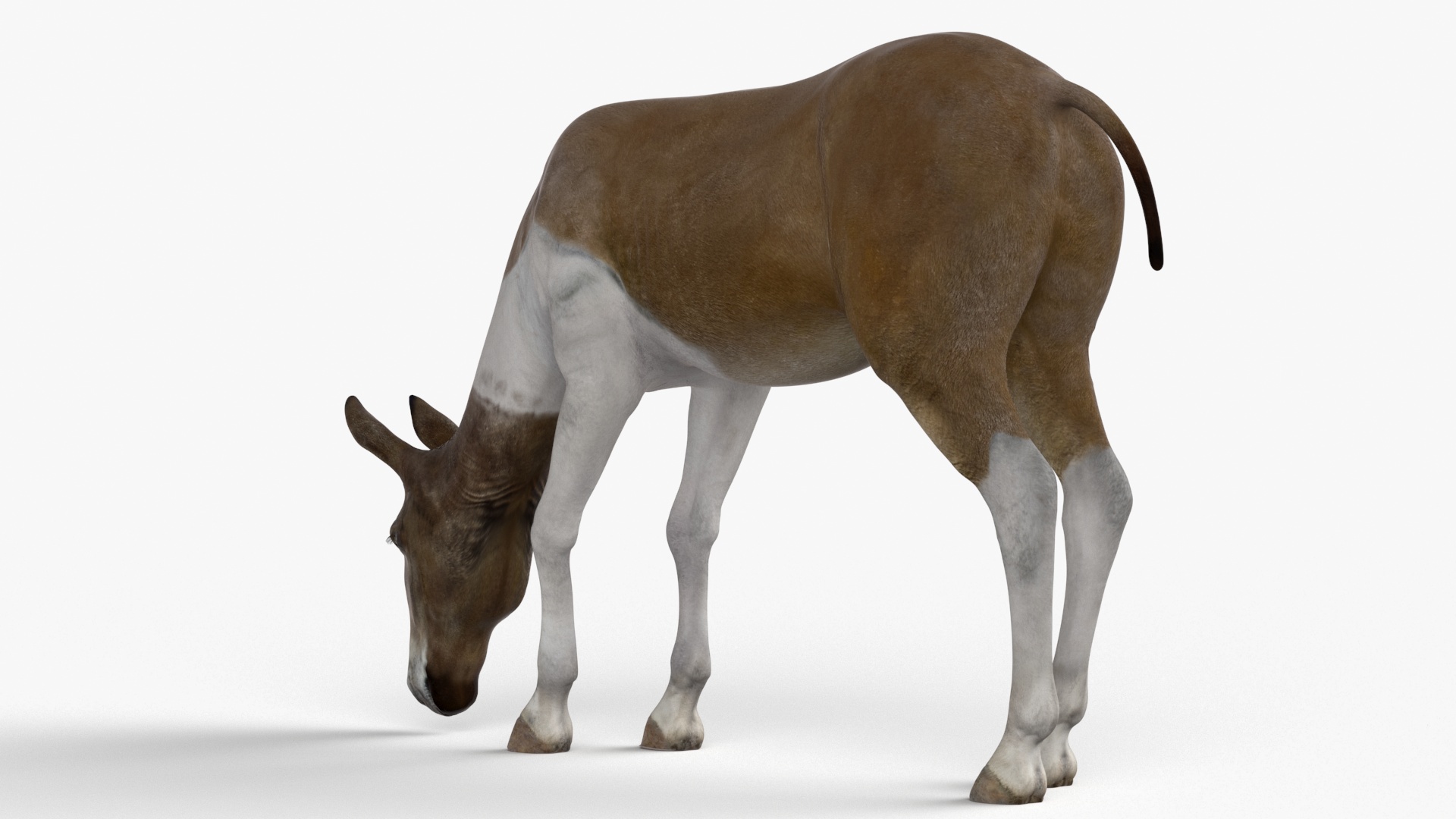 3D Eating Mule