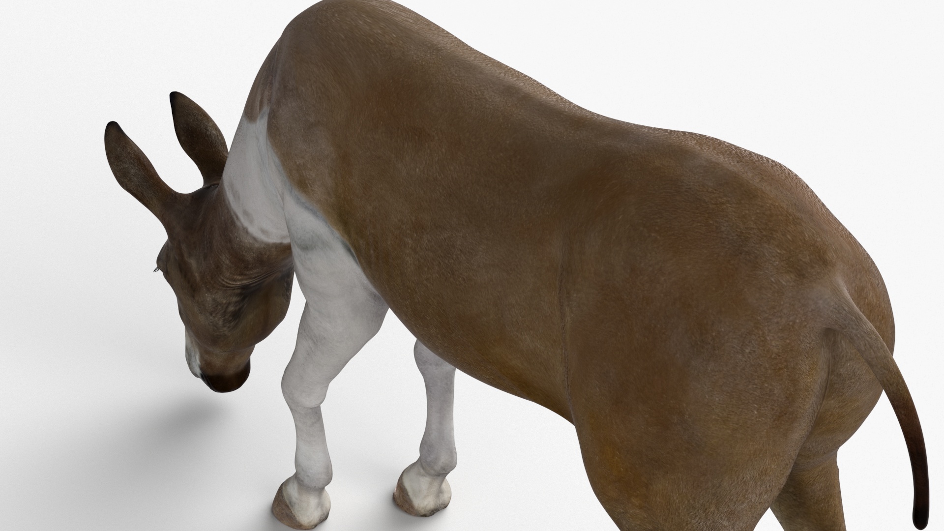 3D Eating Mule