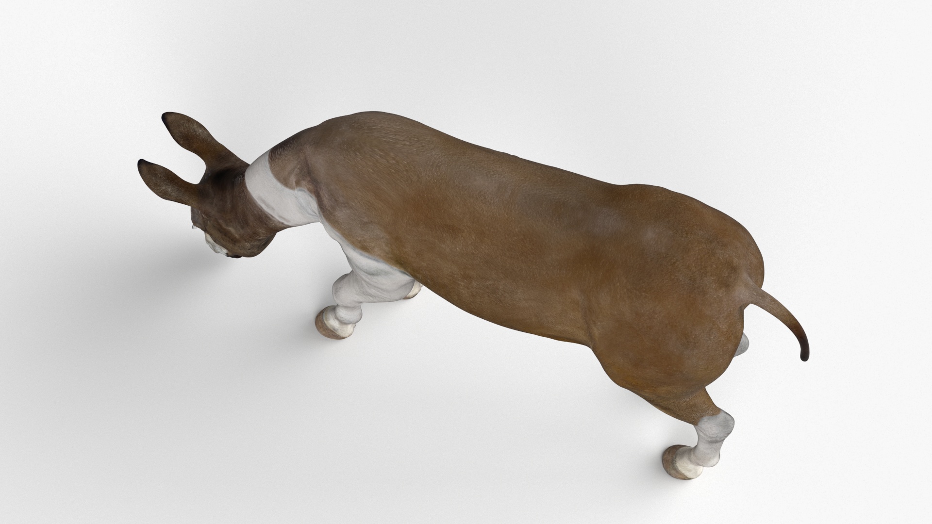3D Eating Mule